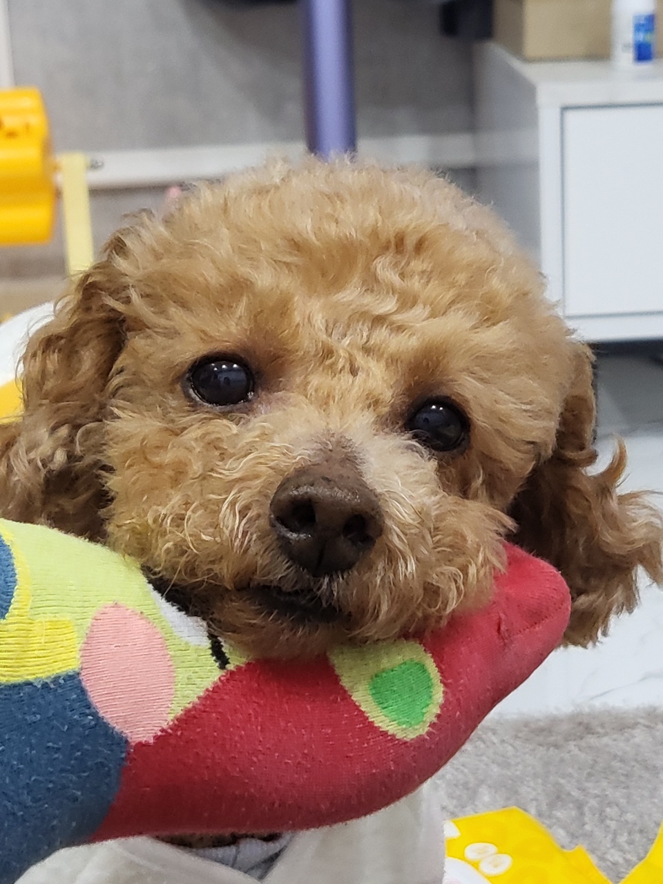 도순이(푸딩이) 입양 1달넘은 후기~