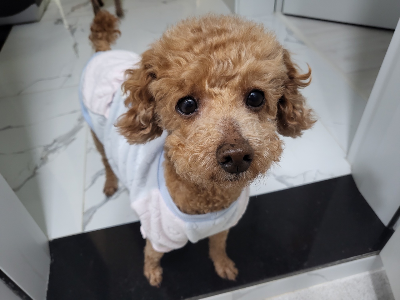 도순이(푸딩이) 입양 1달넘은 후기~