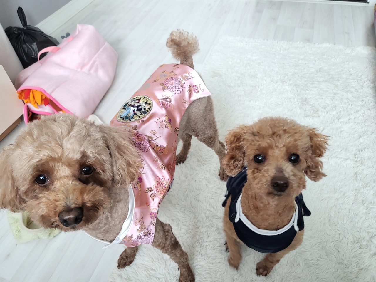 도순이(푸딩이) 입양 1달넘은 후기~