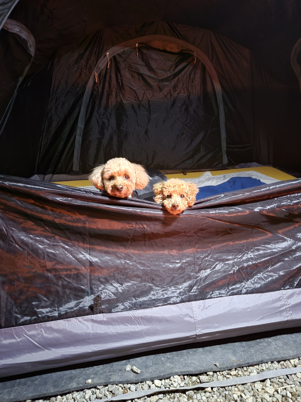 도순이(푸딩이) 입양 1달넘은 후기~