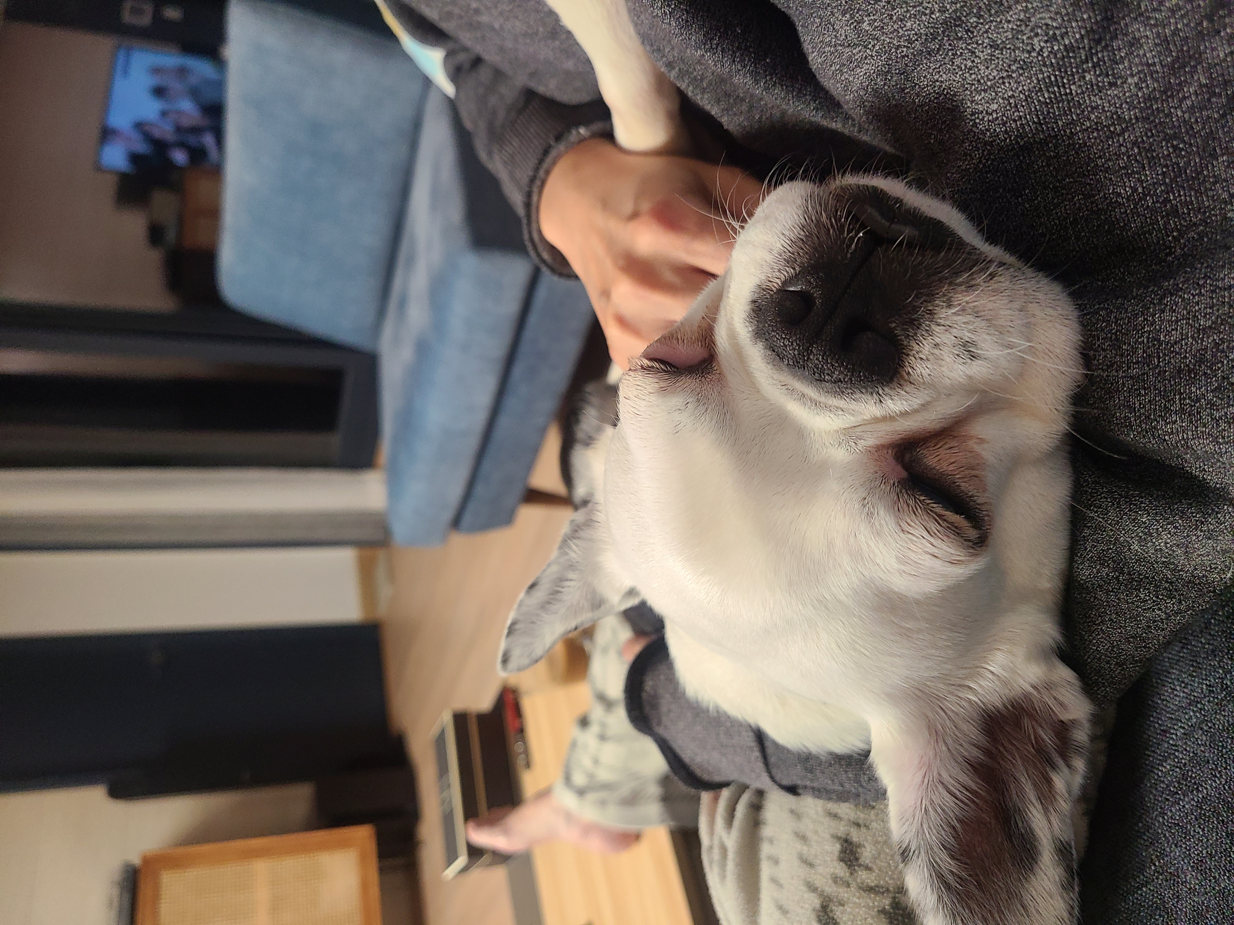 애둥이 입양 1일 차,마음을 녹이네요.