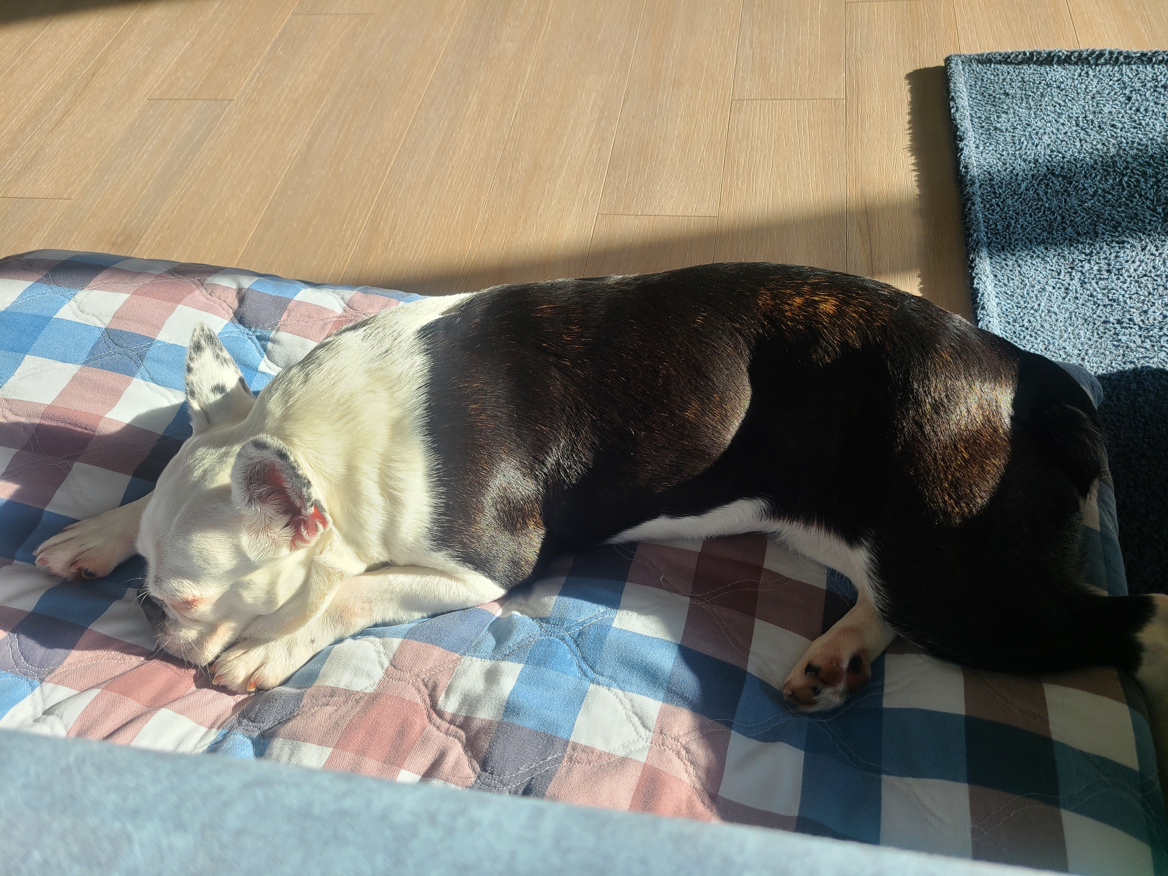 애둥이 입양 1일 차,마음을 녹이네요.