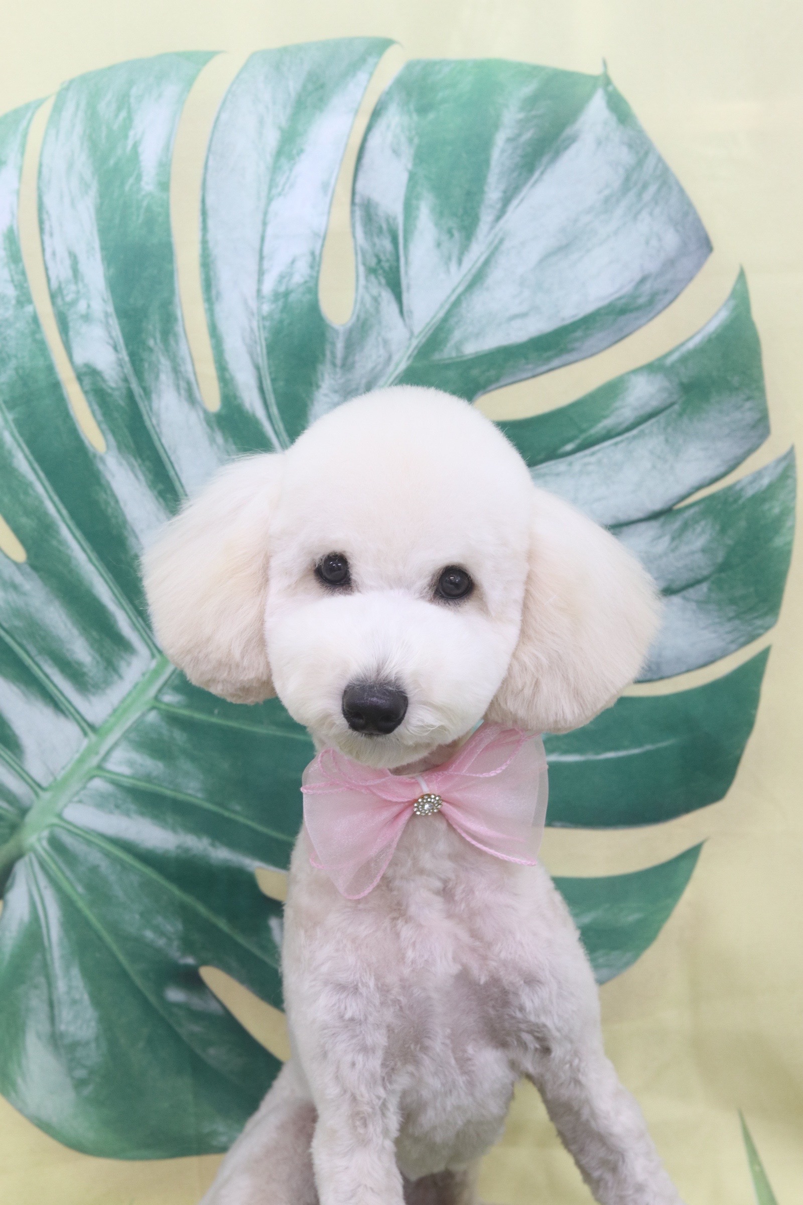 푸사 (보리) 1년