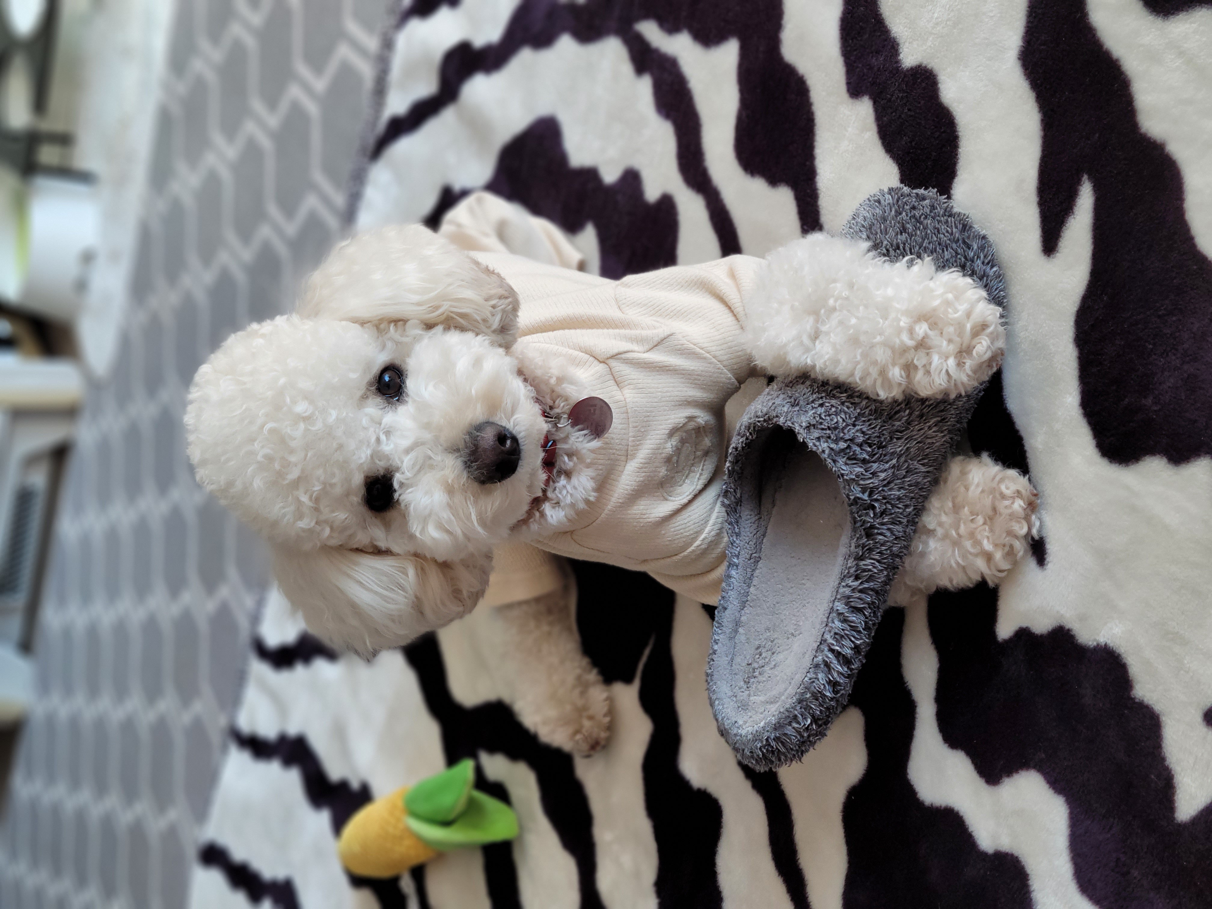 푸사 (보리) 1년