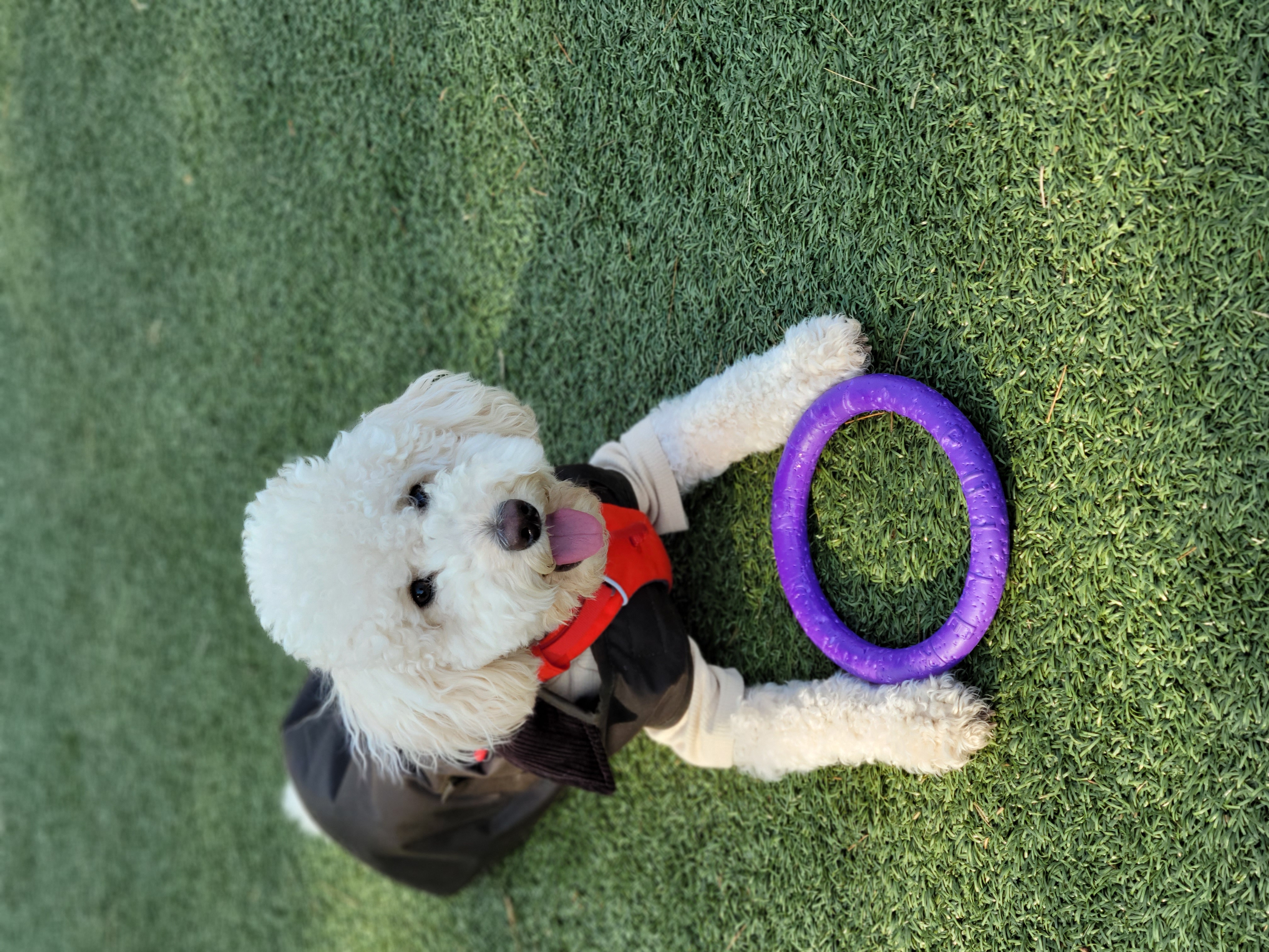 푸사 (보리) 1년