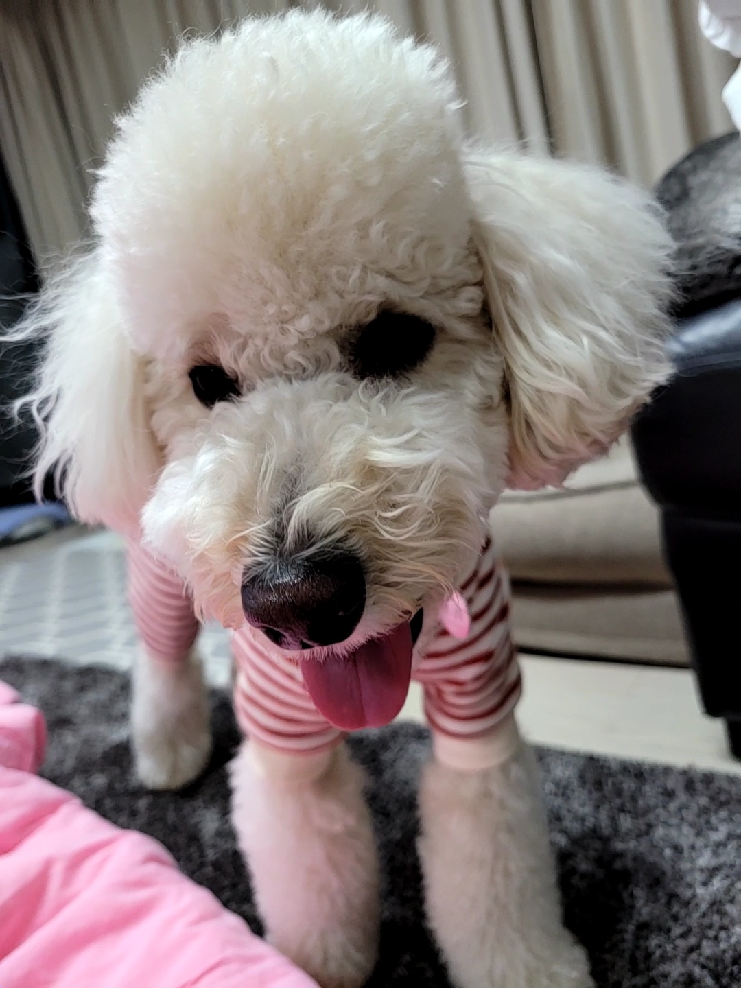 푸사 (보리) 1년