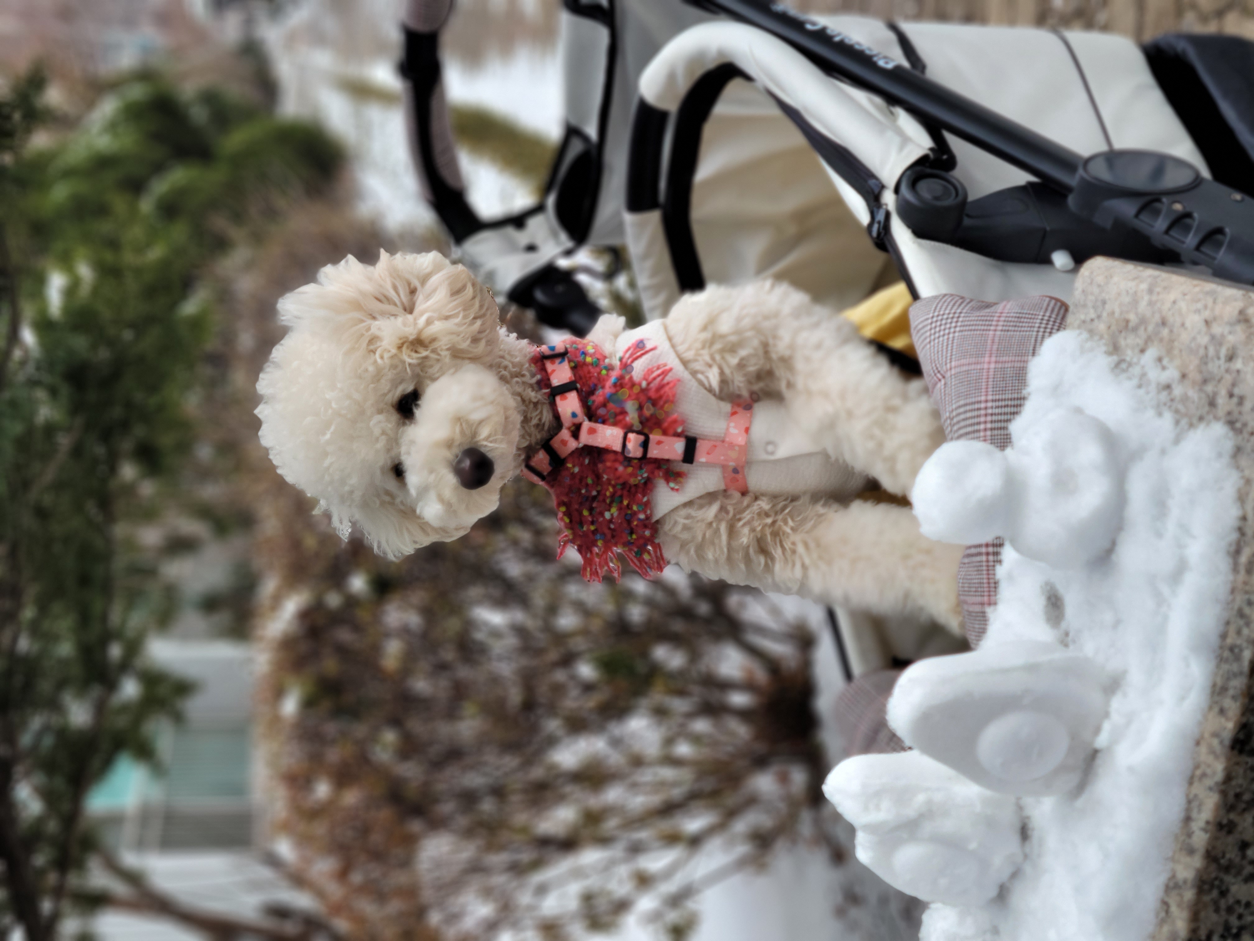 푸사 (보리) 1년