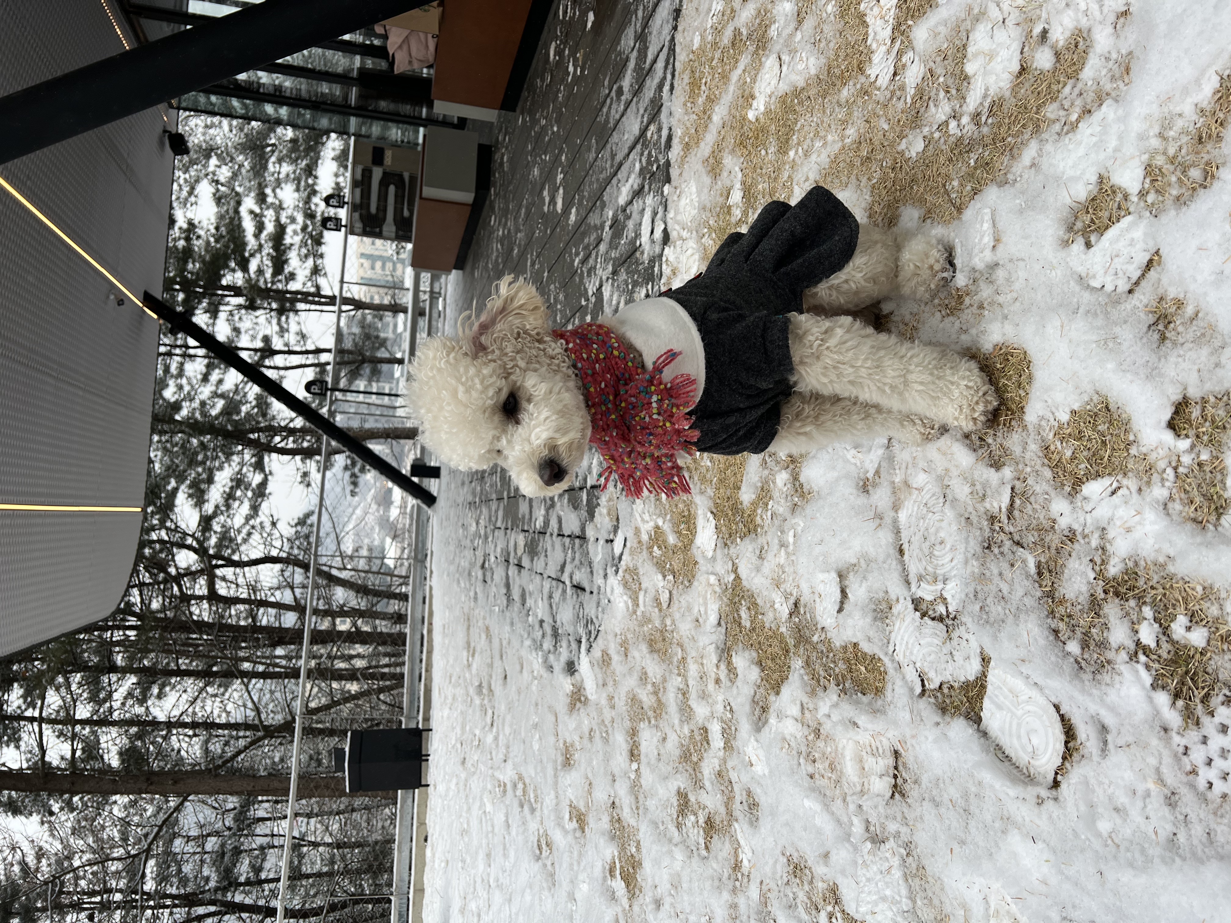 푸사 (보리) 1년