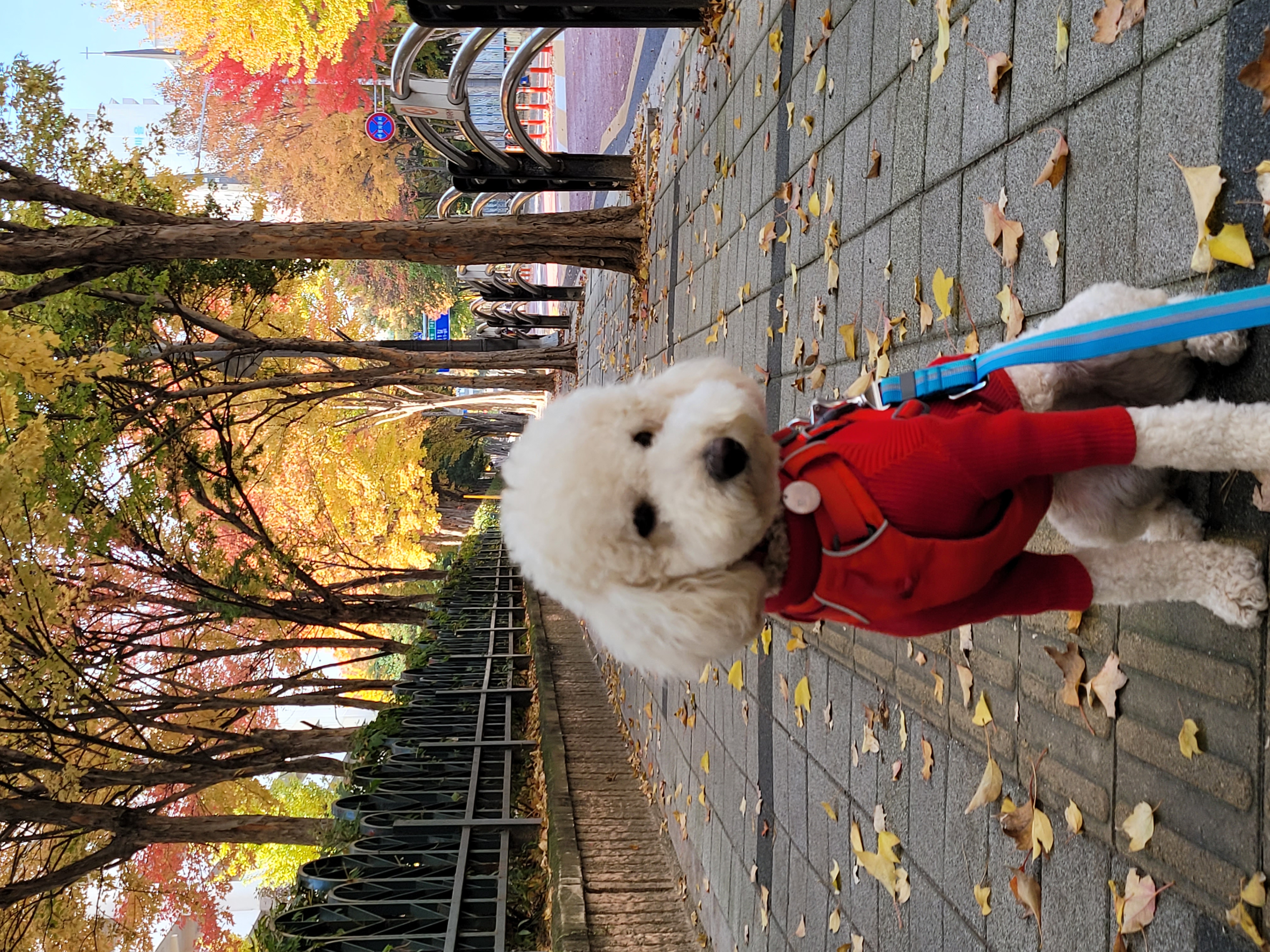 푸사 (보리) 1년