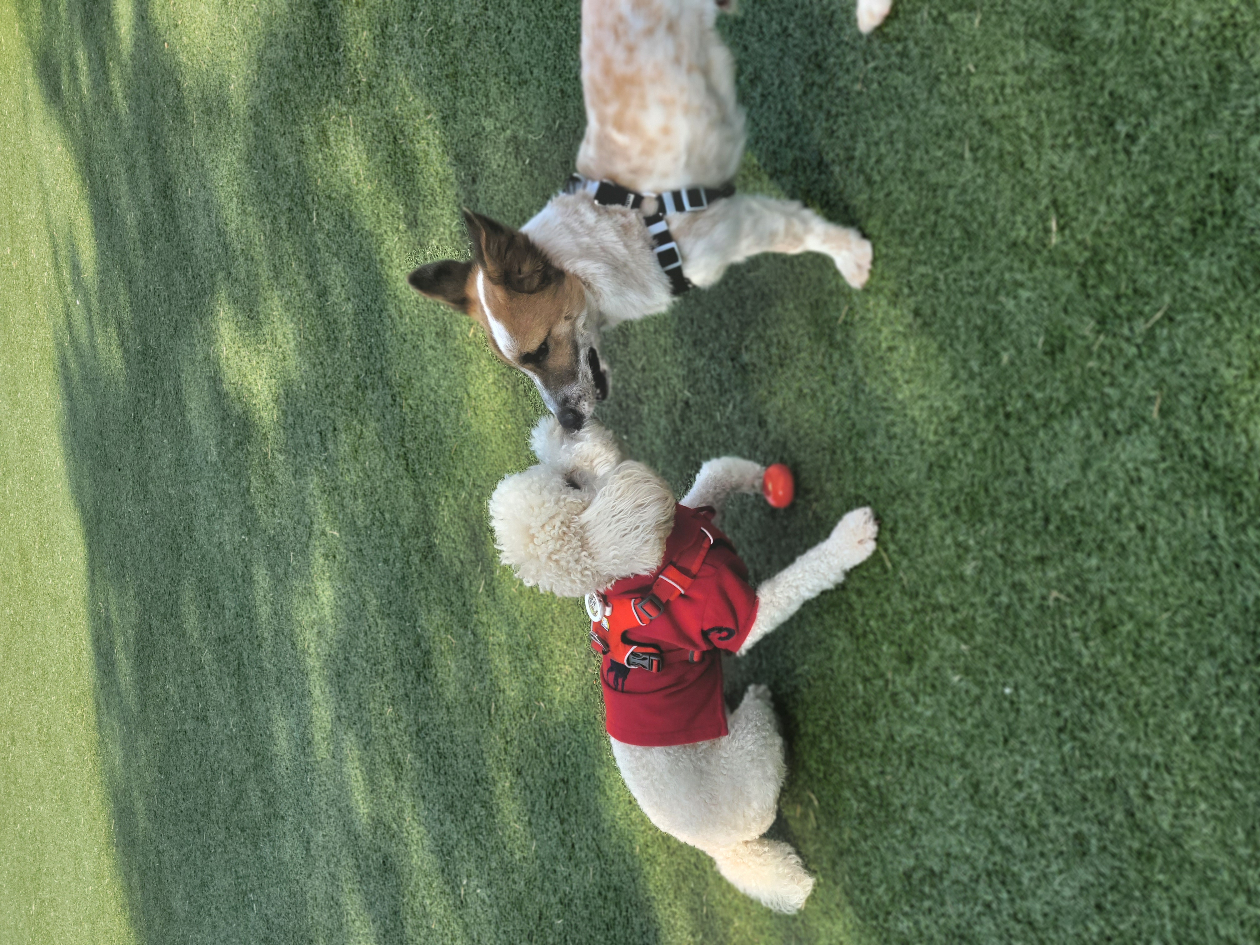 푸사 (보리) 1년