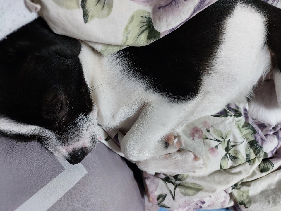 과다사육현장 구조견 라일락(지아)2달 입양 후기~