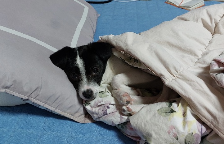 과다사육현장 구조견 라일락(지아)2달 입양 후기~