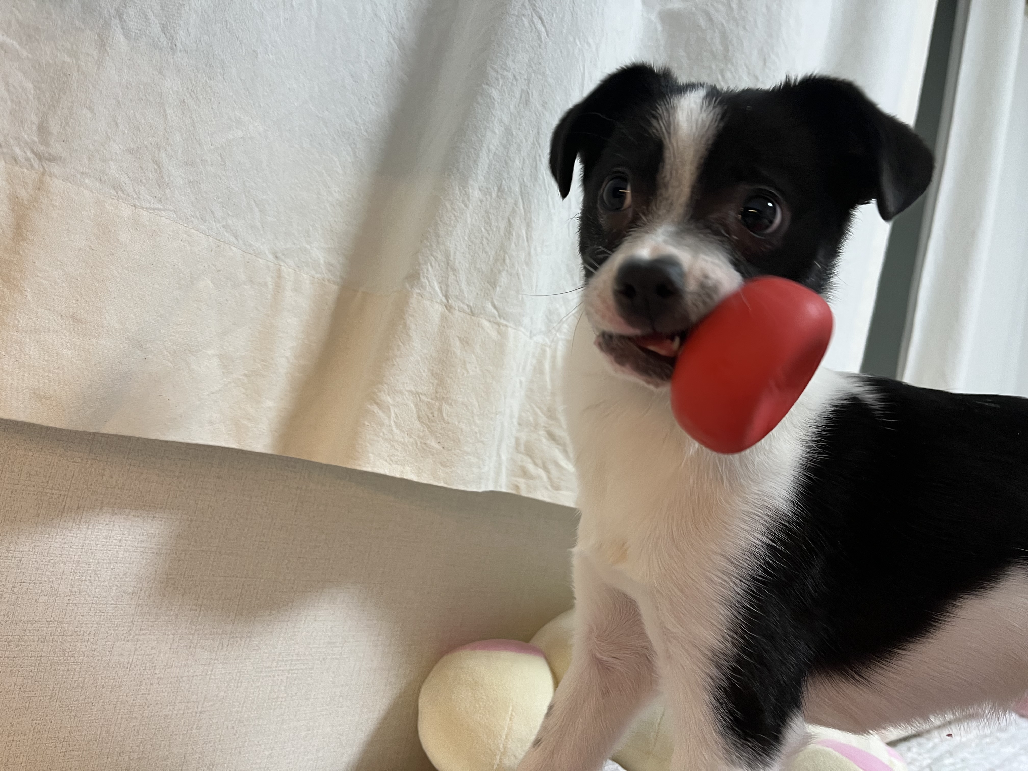 과다사육현장 구조견 라일락(지아)2달 입양 후기~