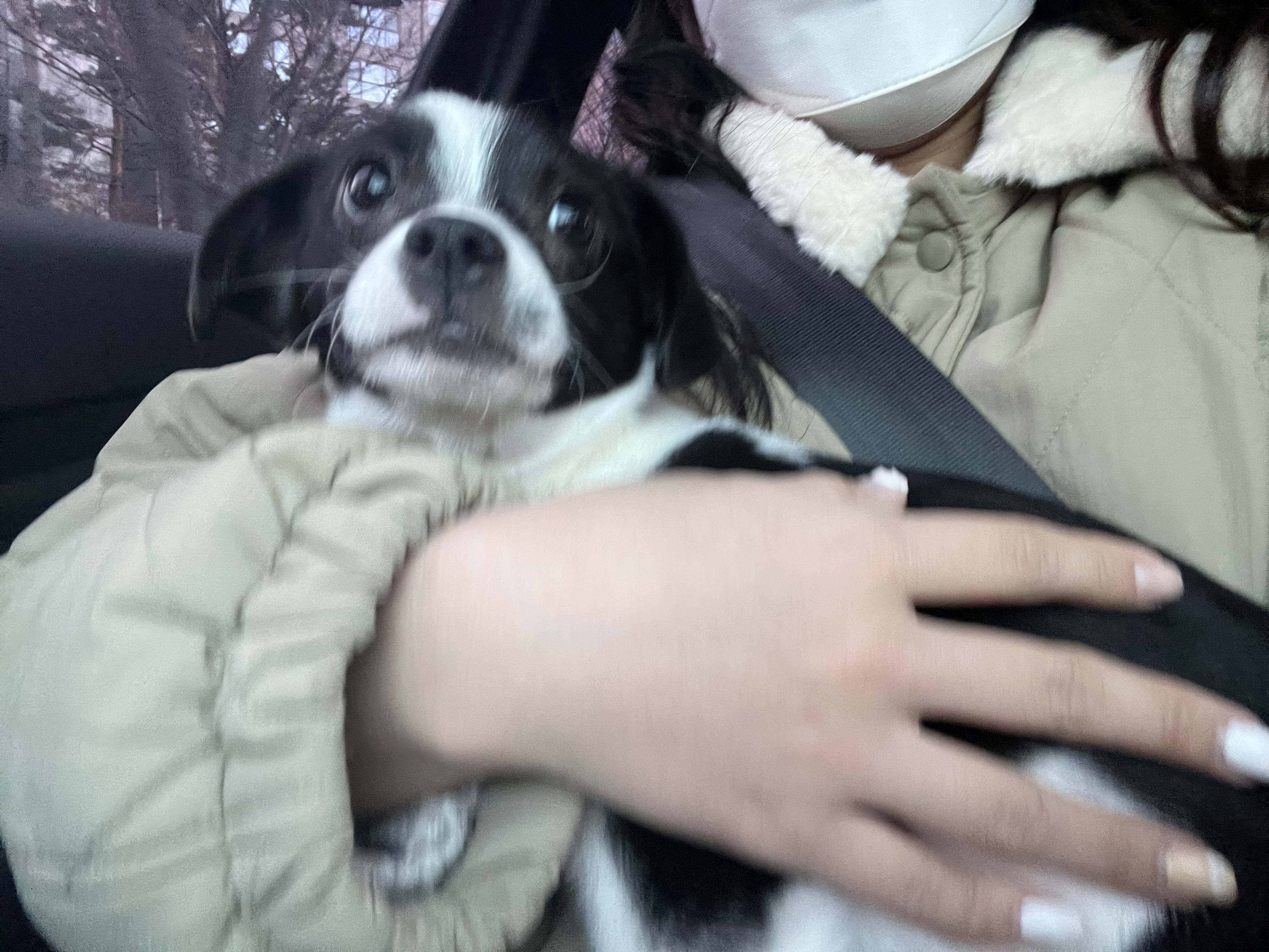 과다사육현장 구조견 라일락(지아)2달 입양 후기~