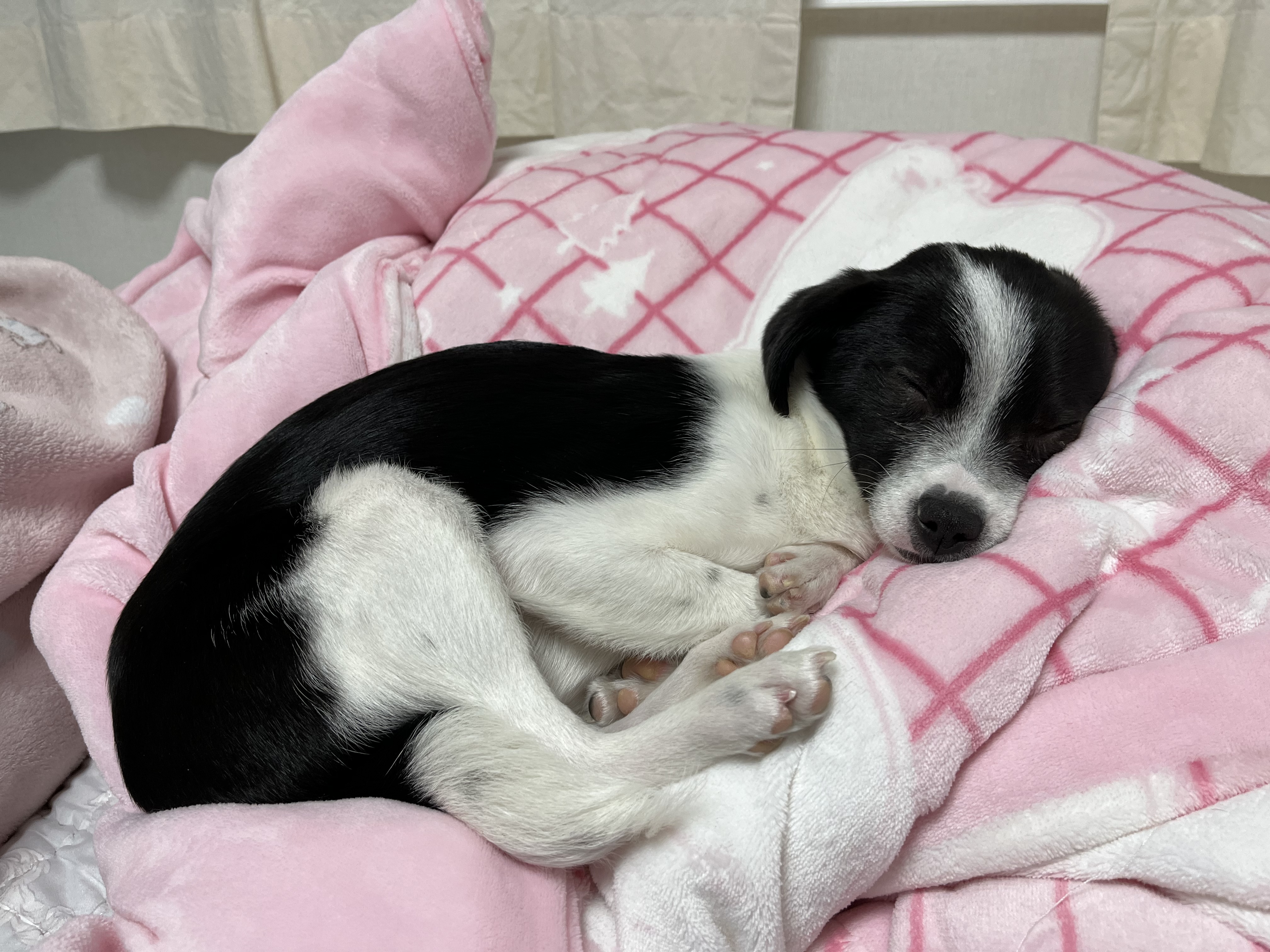 과다사육현장 구조견 라일락(지아)2달 입양 후기~