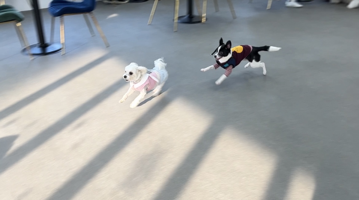 과다사육현장 구조견 라일락(지아)2달 입양 후기~