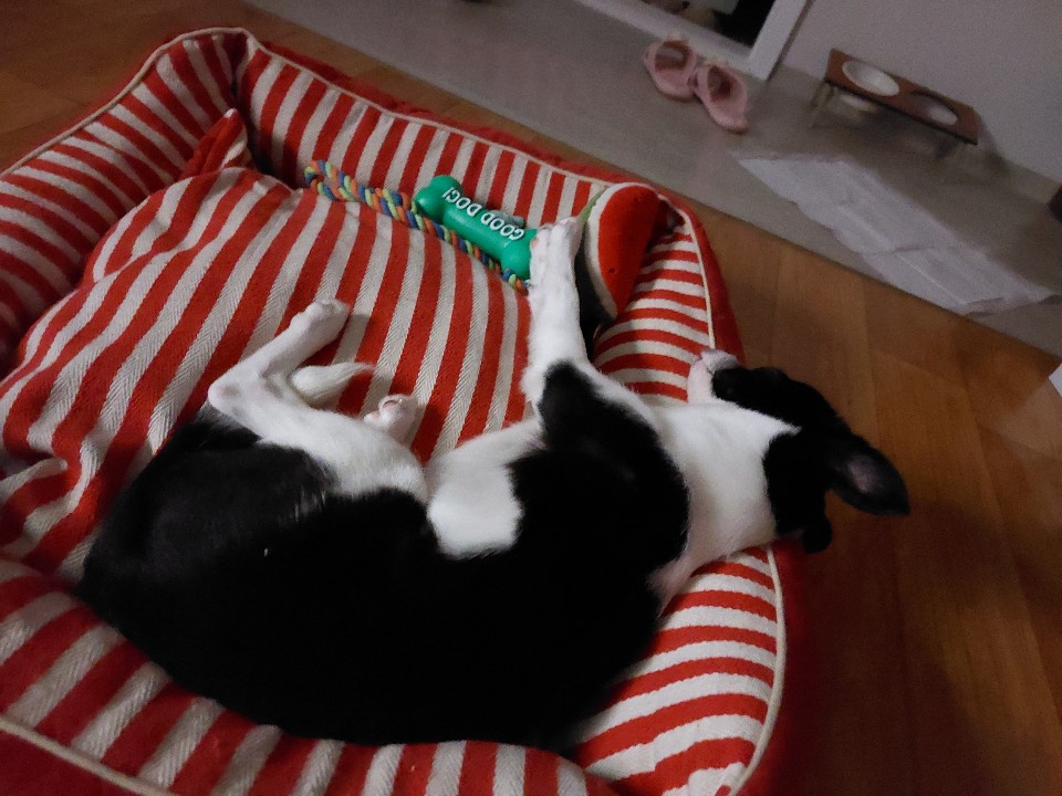 과다사육현장 구조견 라일락(지아)2달 입양 후기~