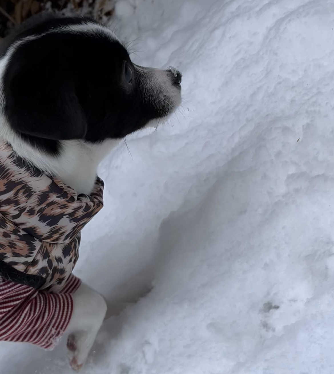 과다사육현장 구조견 라일락(지아)2달 입양 후기~