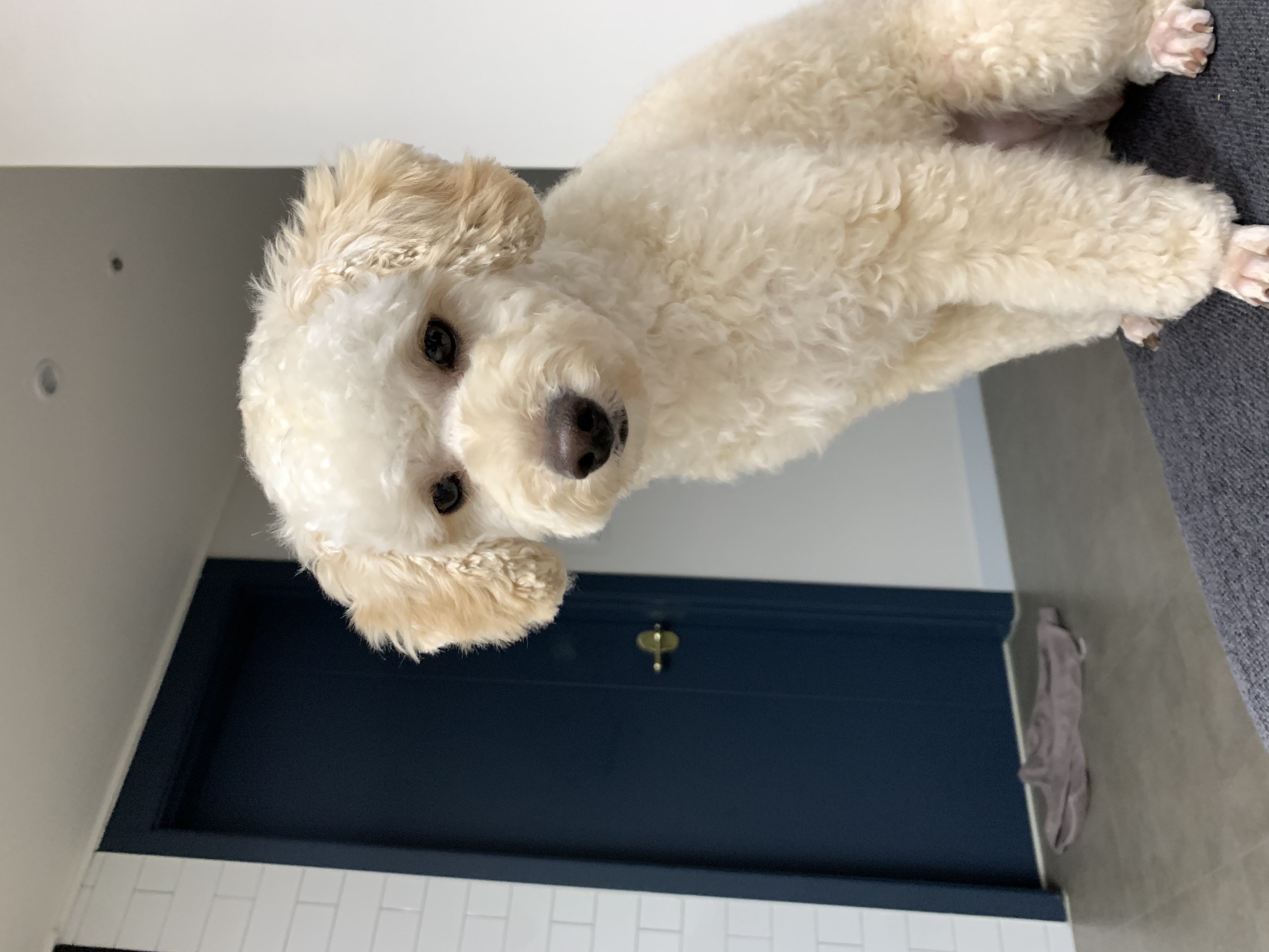 해이와 가족이 된지 벌써 일년이네요~~(곤지암 해이)