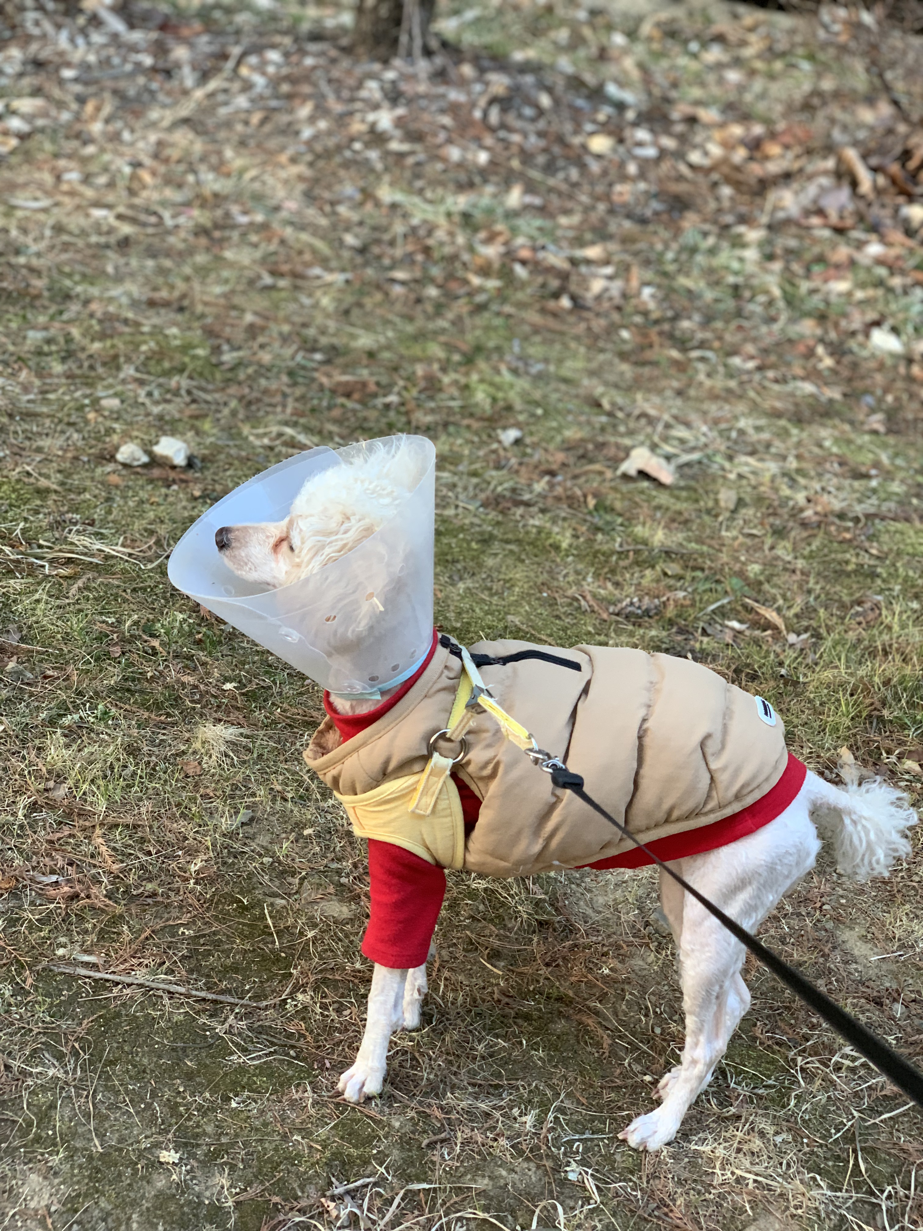 해이와 가족이 된지 벌써 일년이네요~~(곤지암 해이)