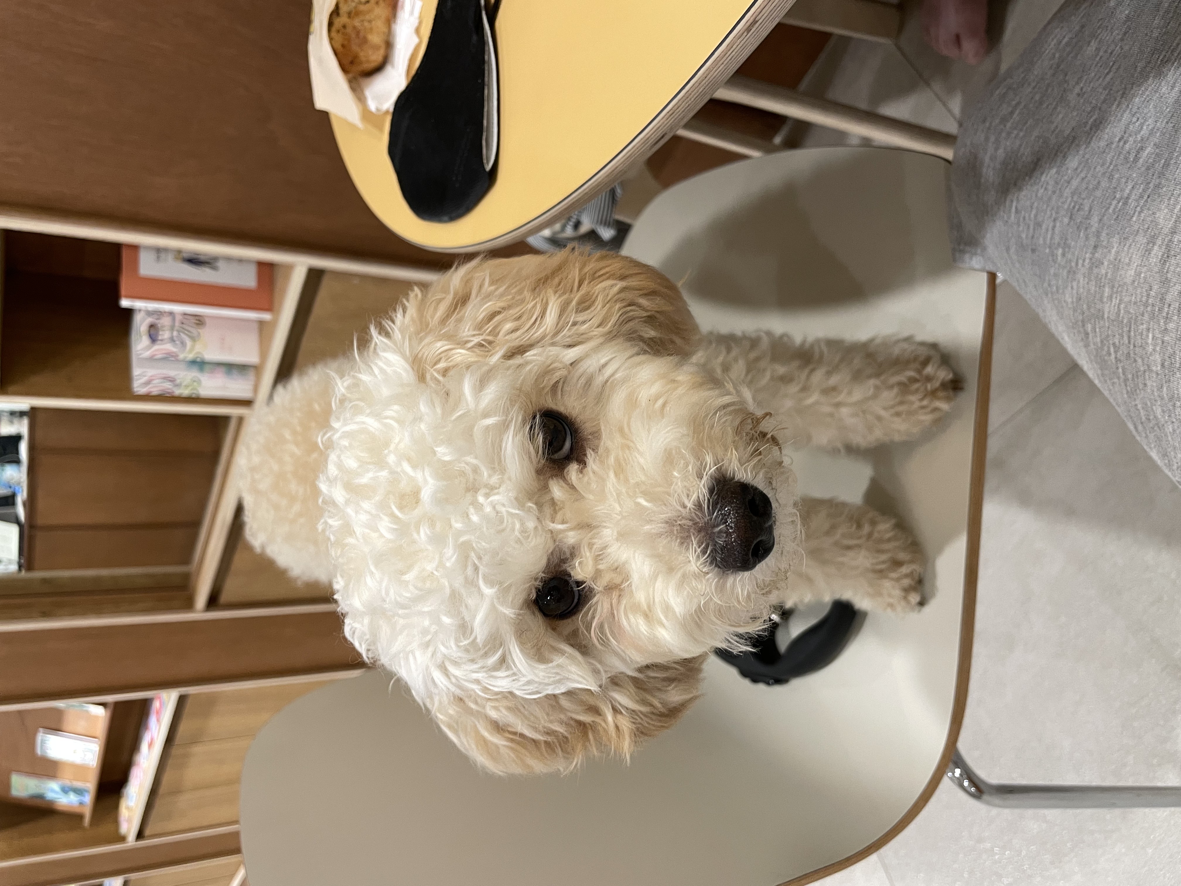 해이와 가족이 된지 벌써 일년이네요~~(곤지암 해이)