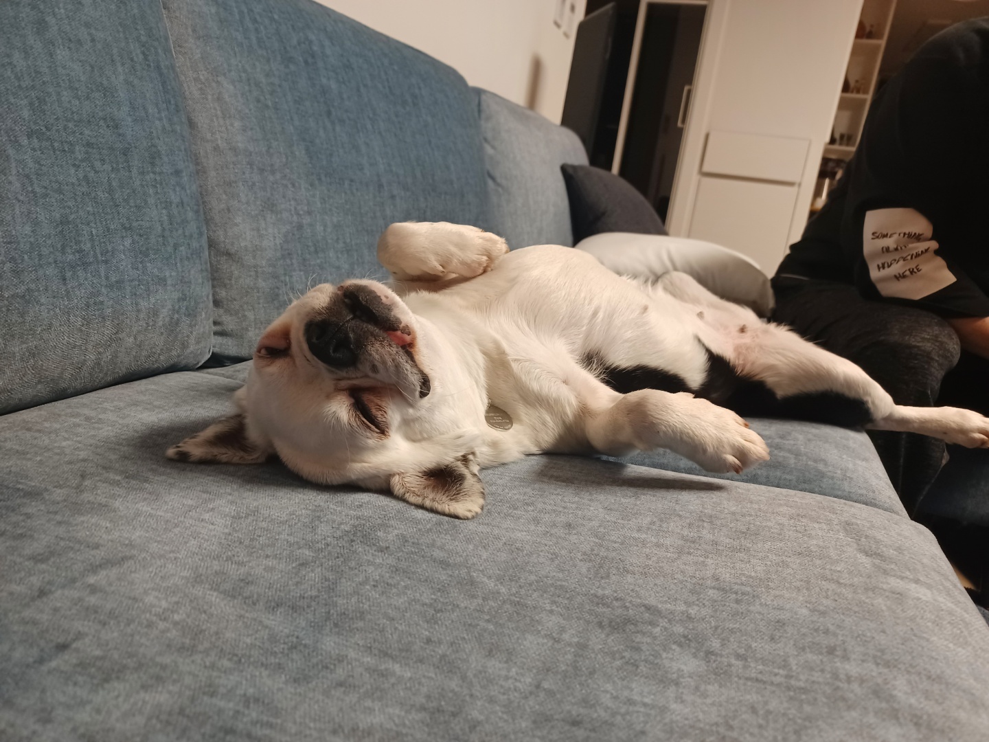 애둥이 온지 일주일째^^