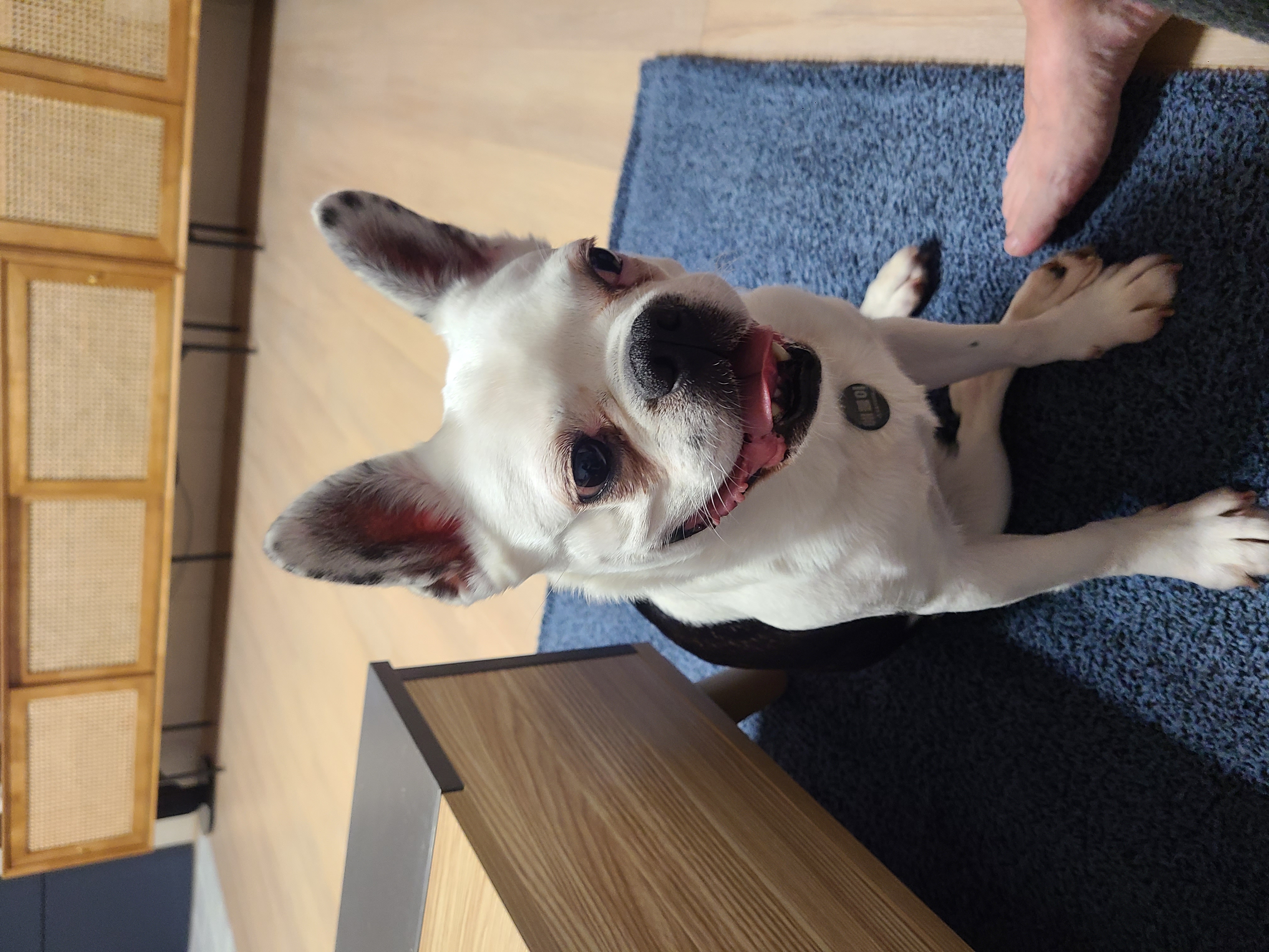 애둥이 온지 일주일째^^