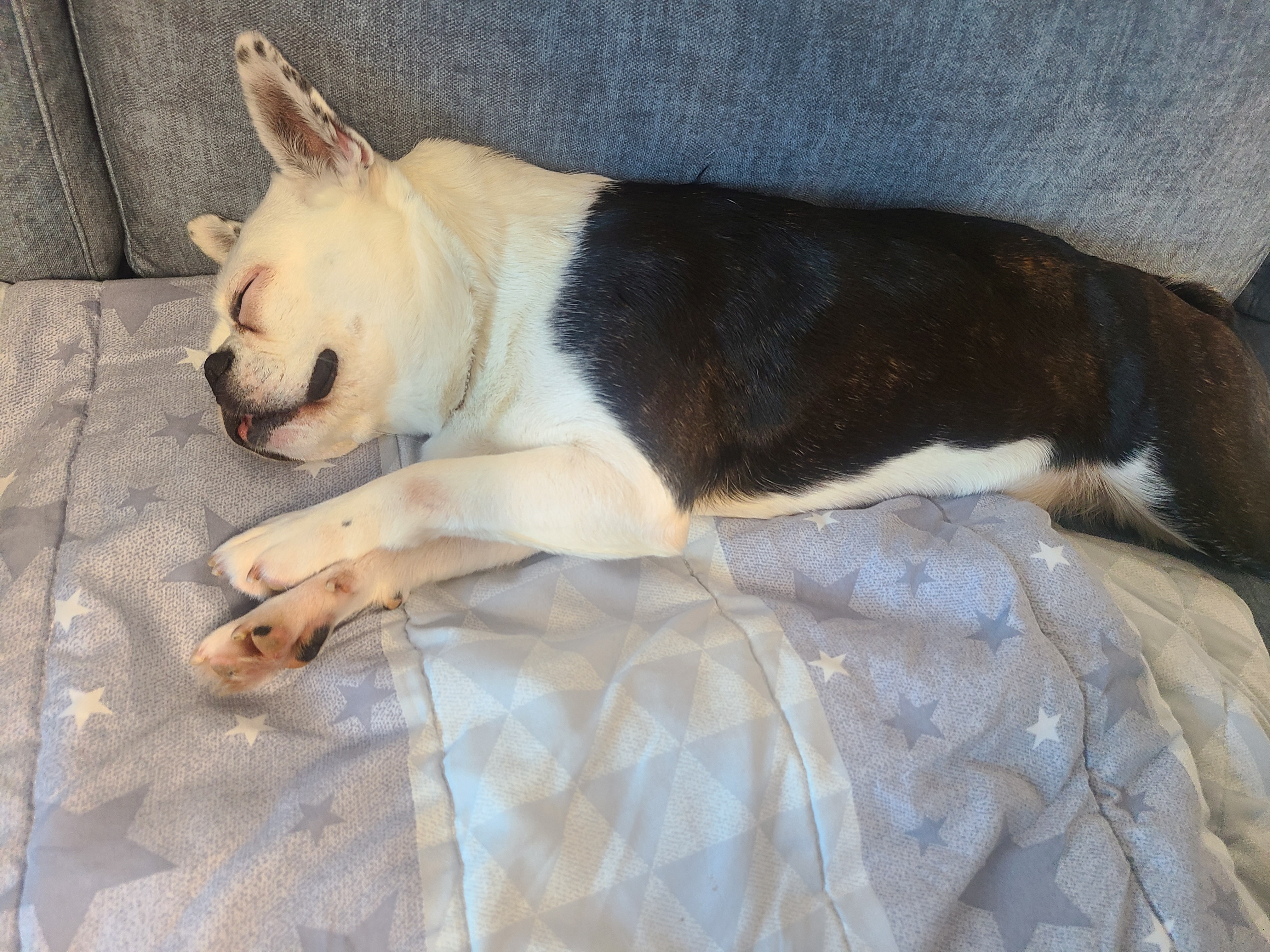 애둥이 온지 일주일째^^