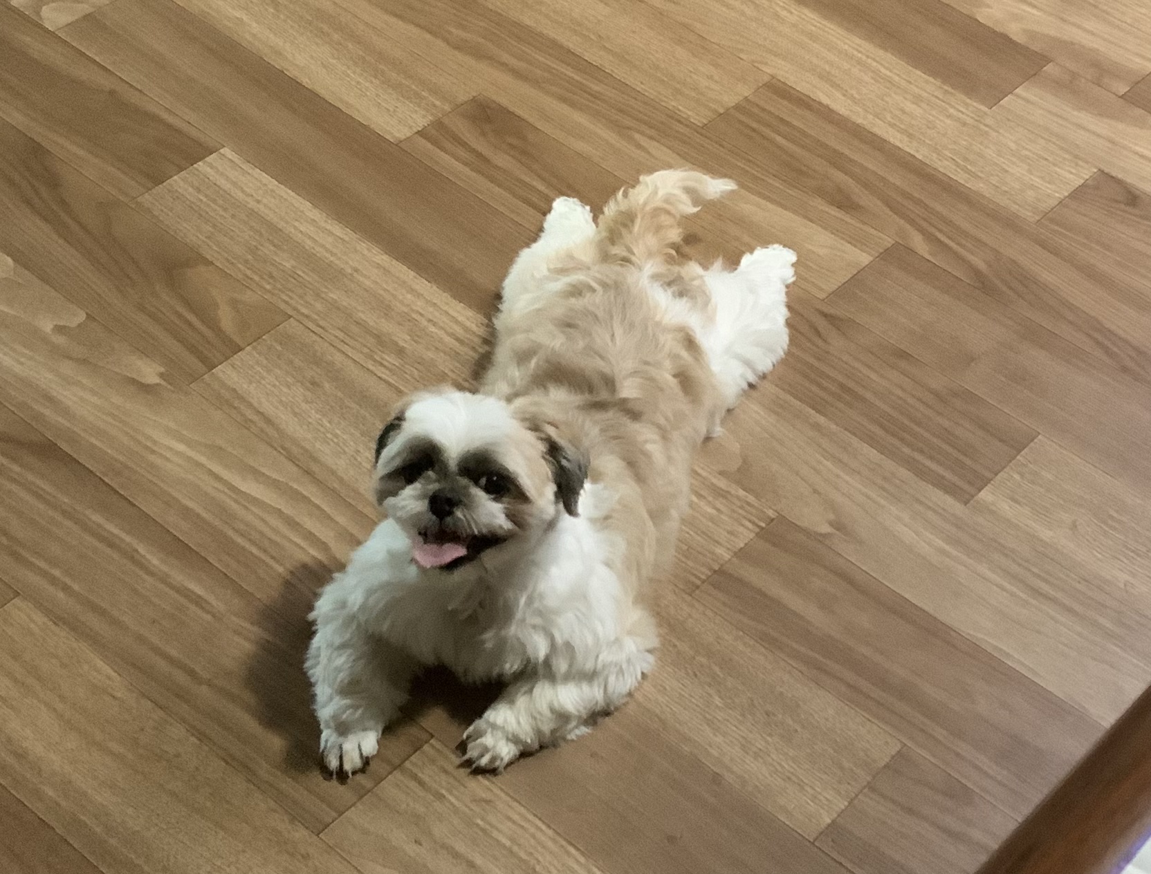 낭만이 > 봄이 입양 일주일째