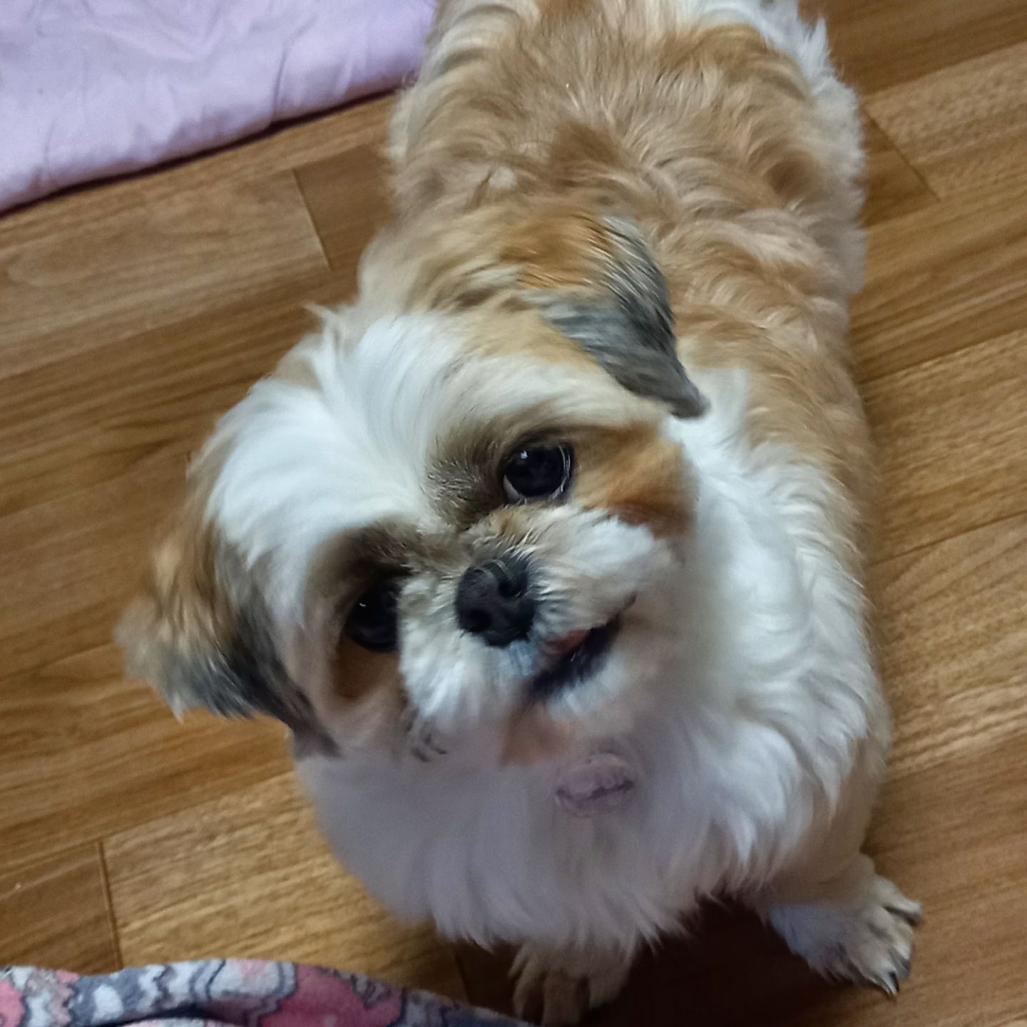 낭만이 > 봄이 입양 일주일째