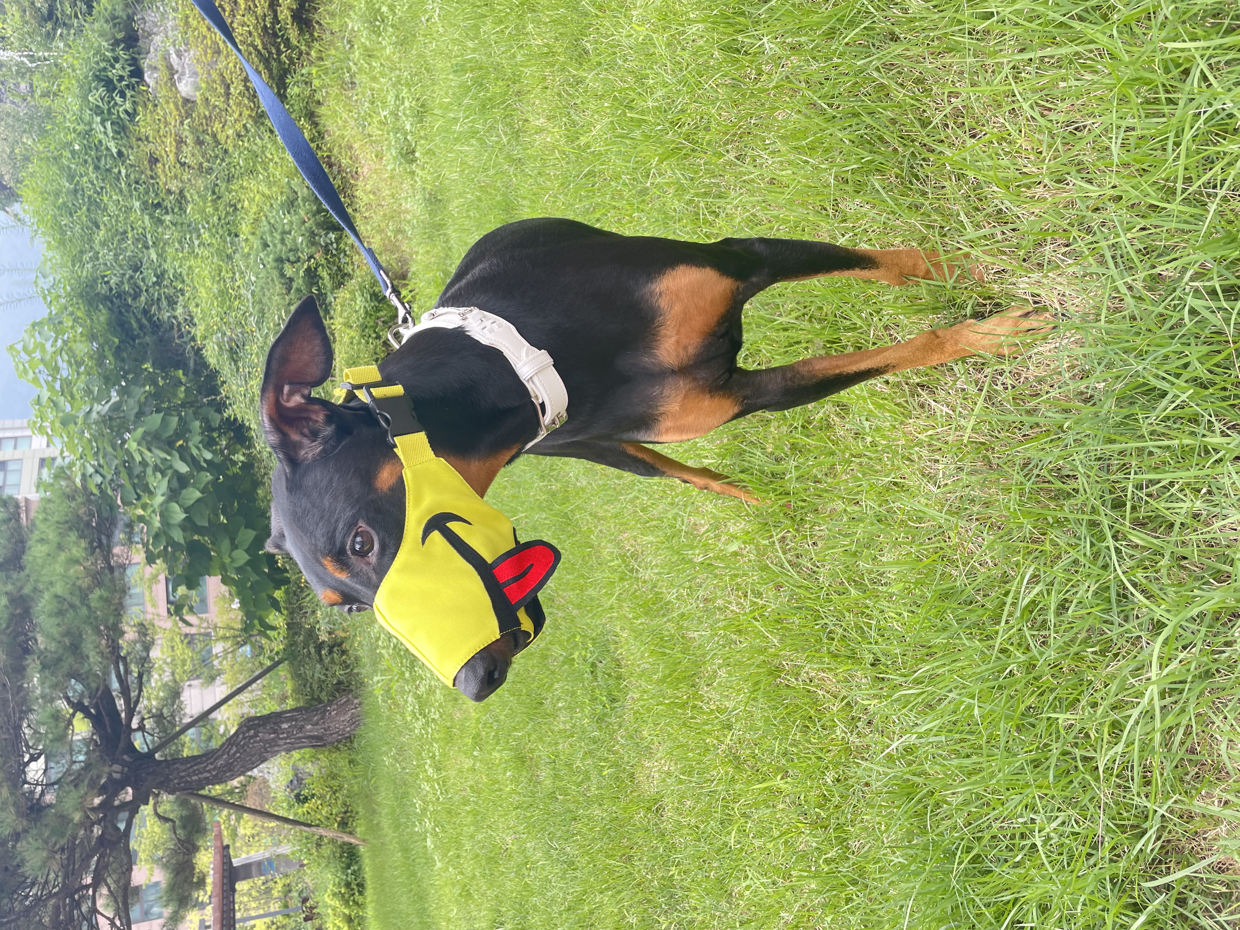 캐리 3년차 입양 이야기