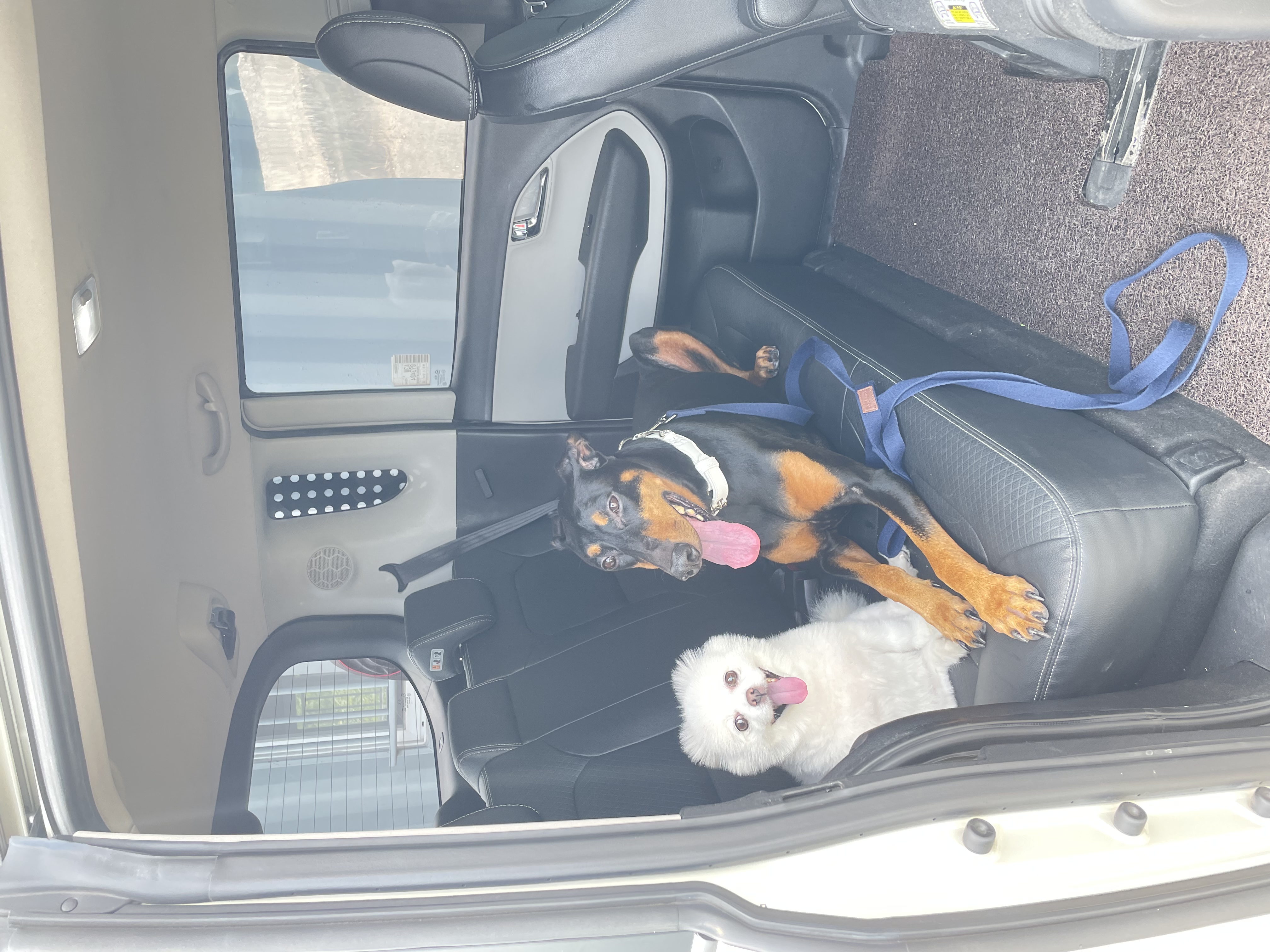 캐리 3년차 입양 이야기