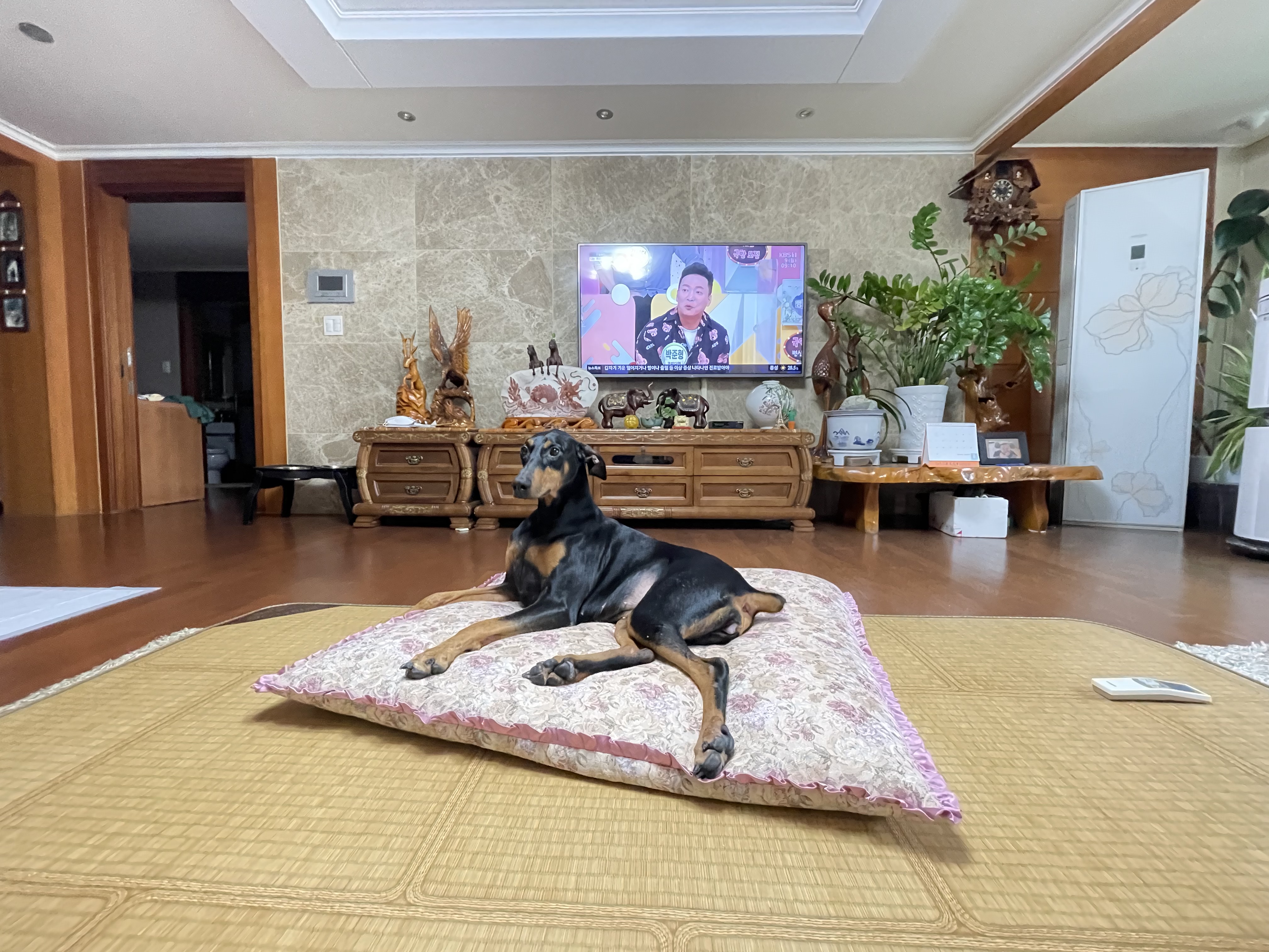 캐리 3년차 입양 이야기