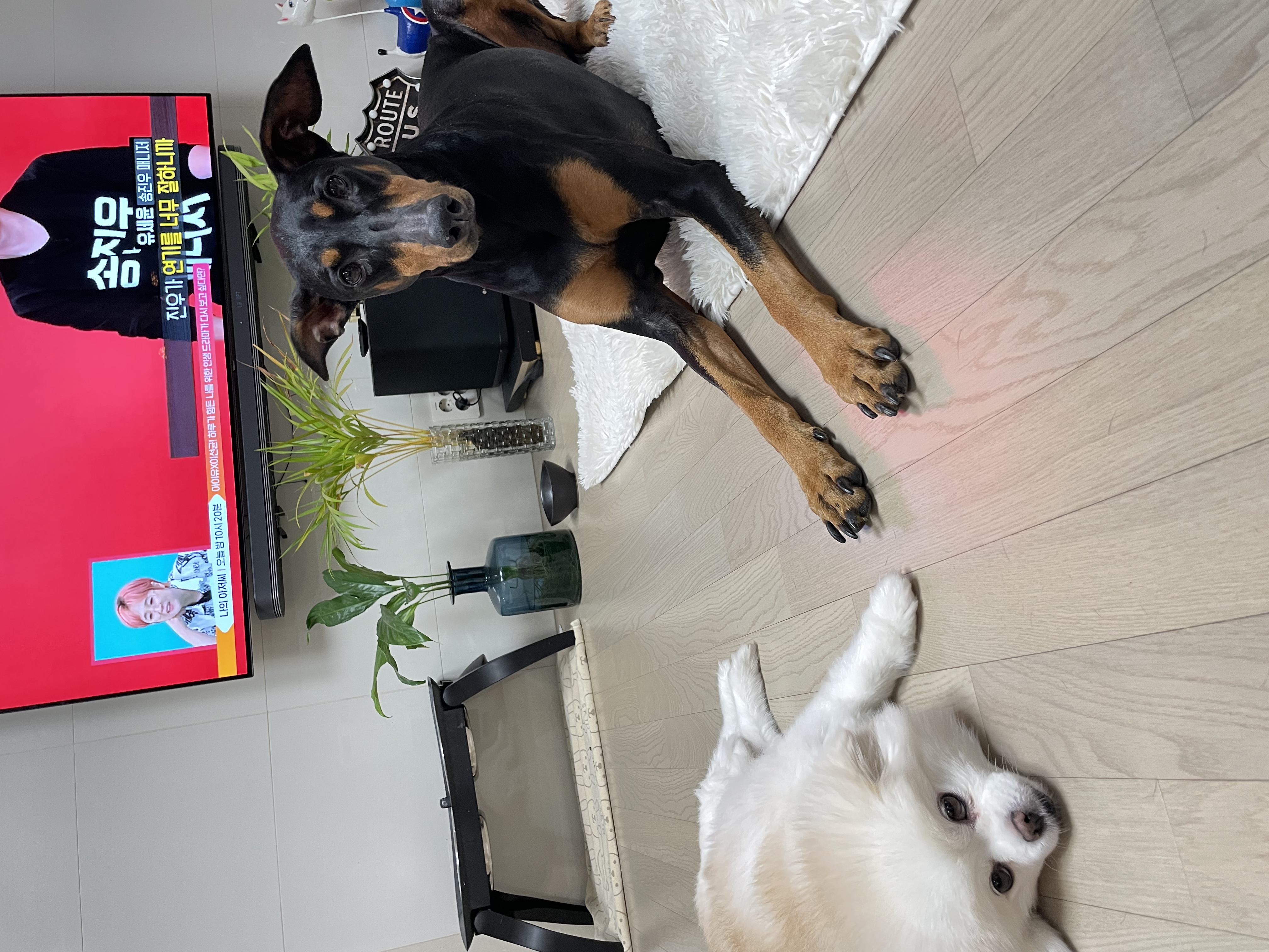 캐리 3년차 입양 이야기