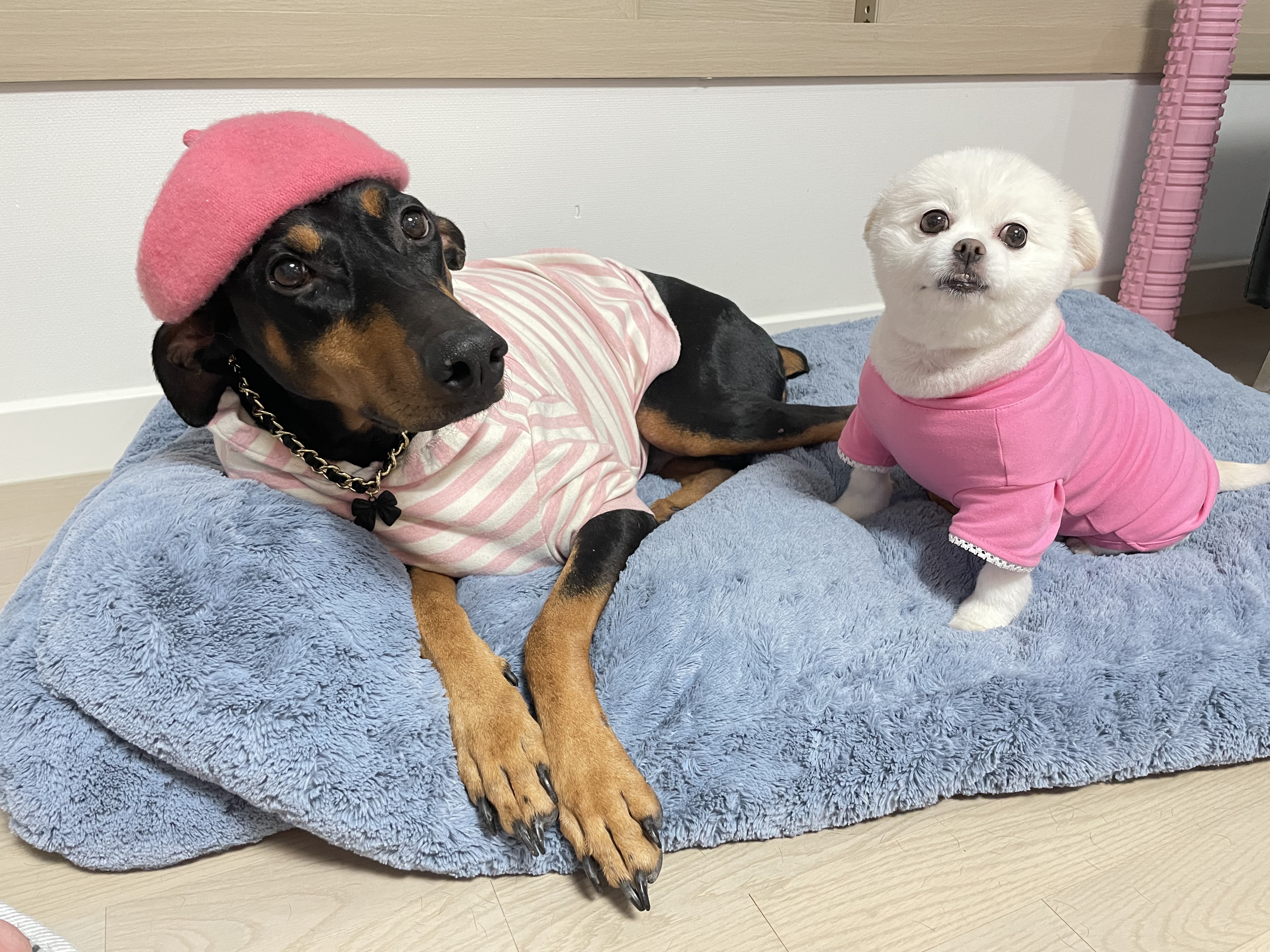 캐리 3년차 입양 이야기