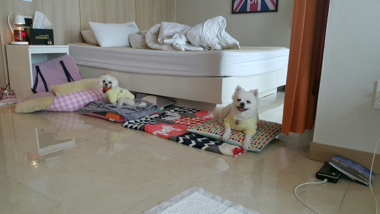 곤지암마음이6개월근황올려요..