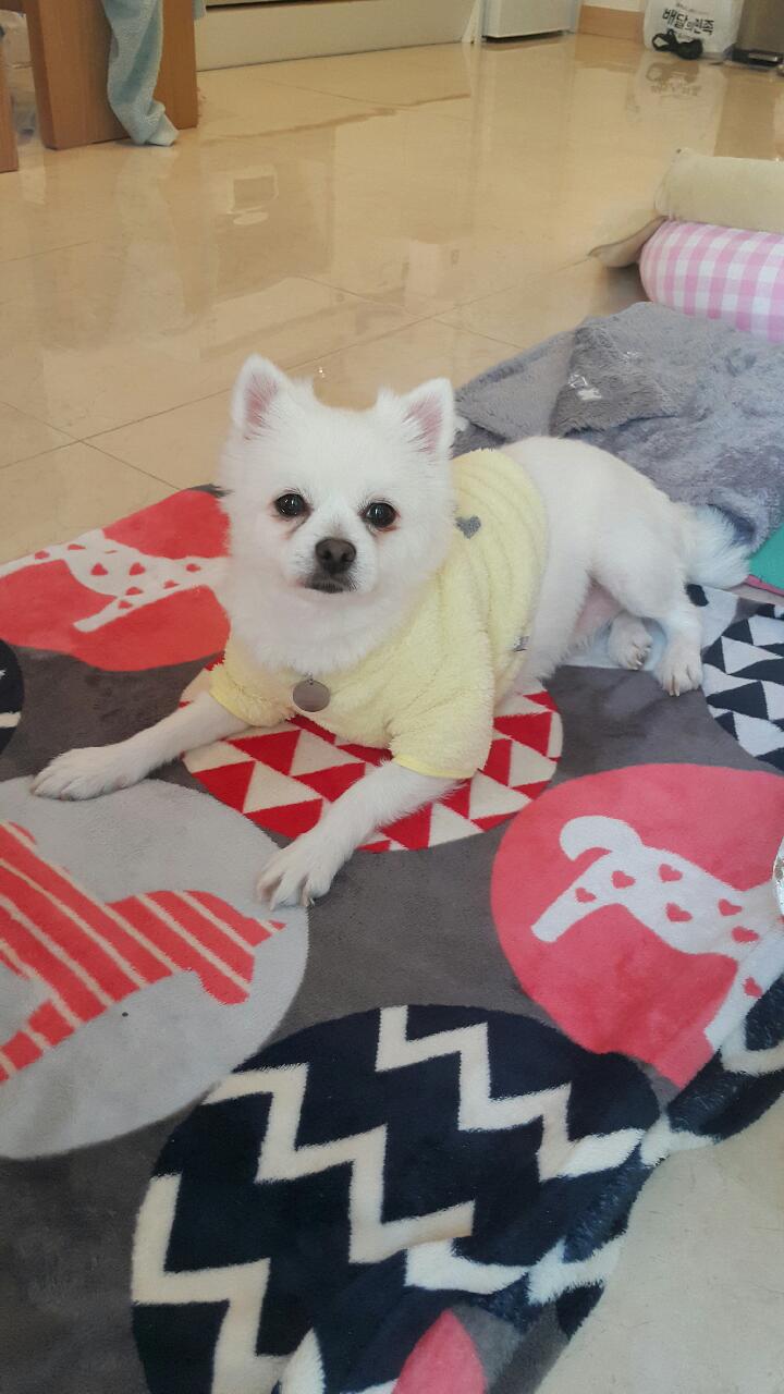 곤지암마음이6개월근황올려요..