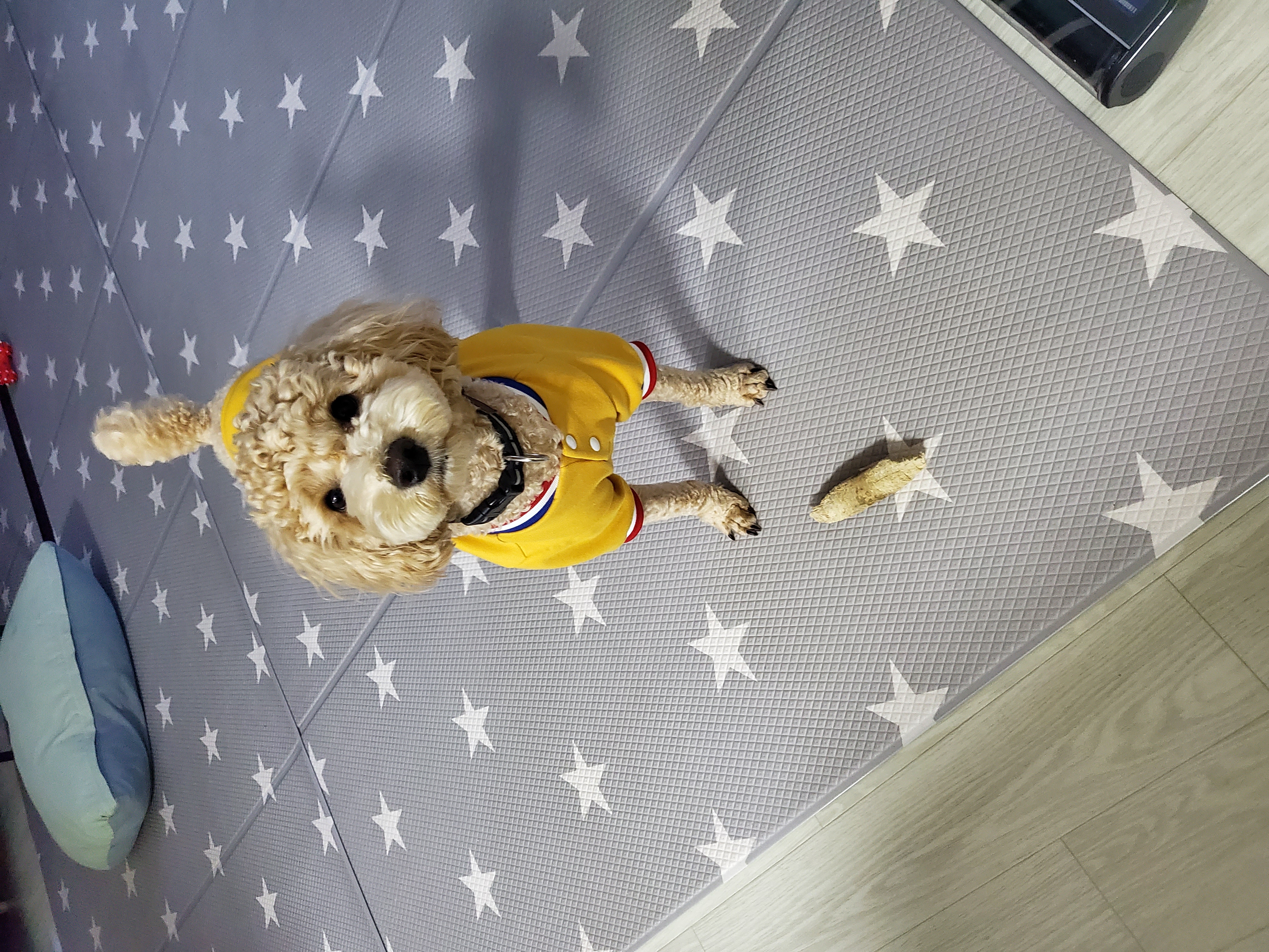 해피(곤지암 푸이)와의 일년