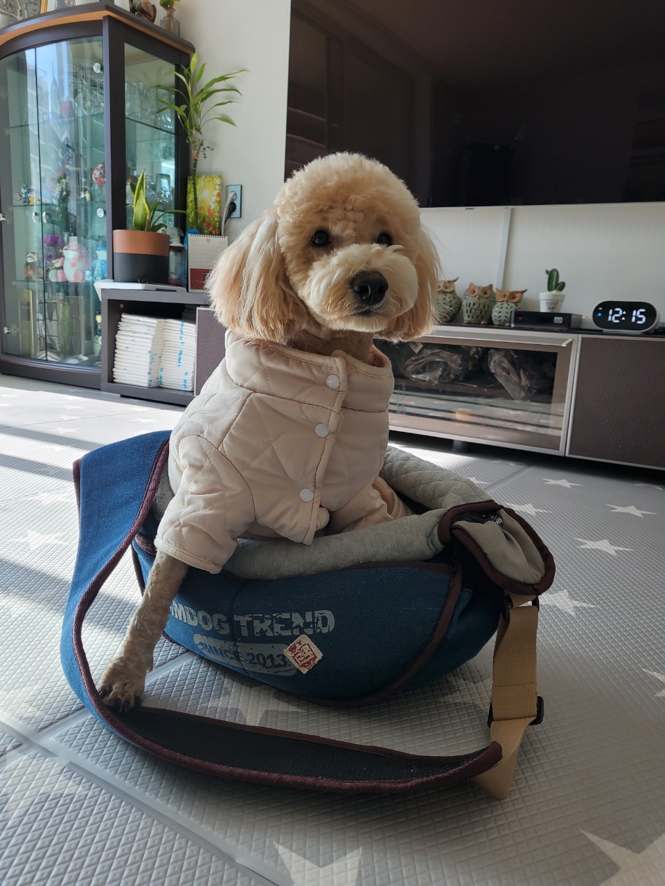 해피(곤지암 푸이)와의 일년