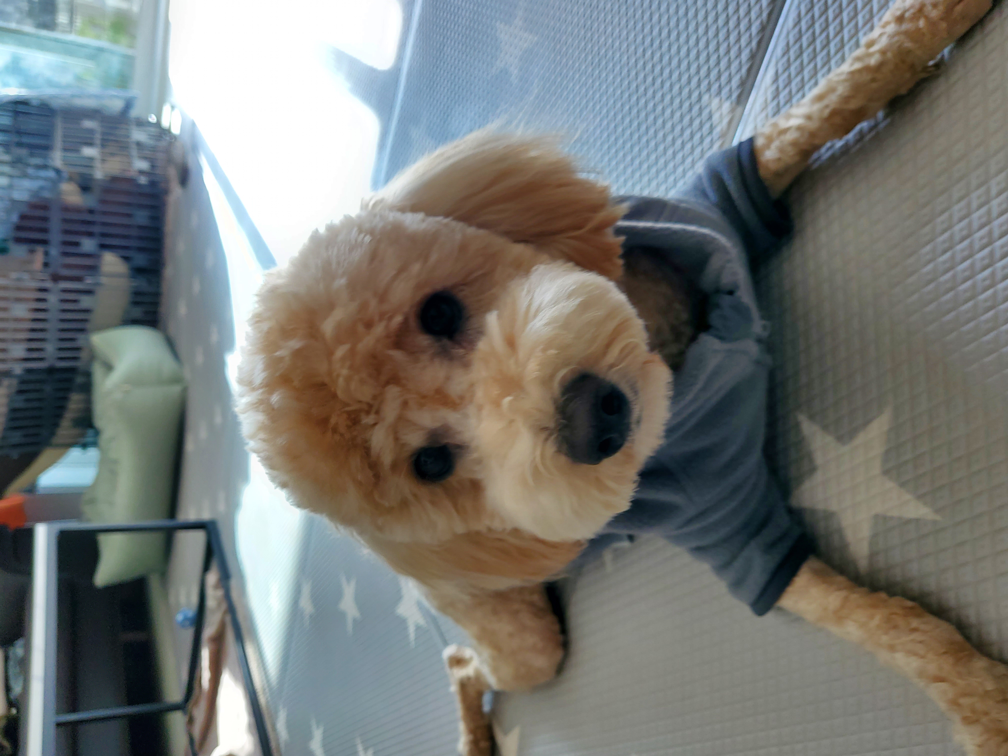 해피(곤지암 푸이)와의 일년