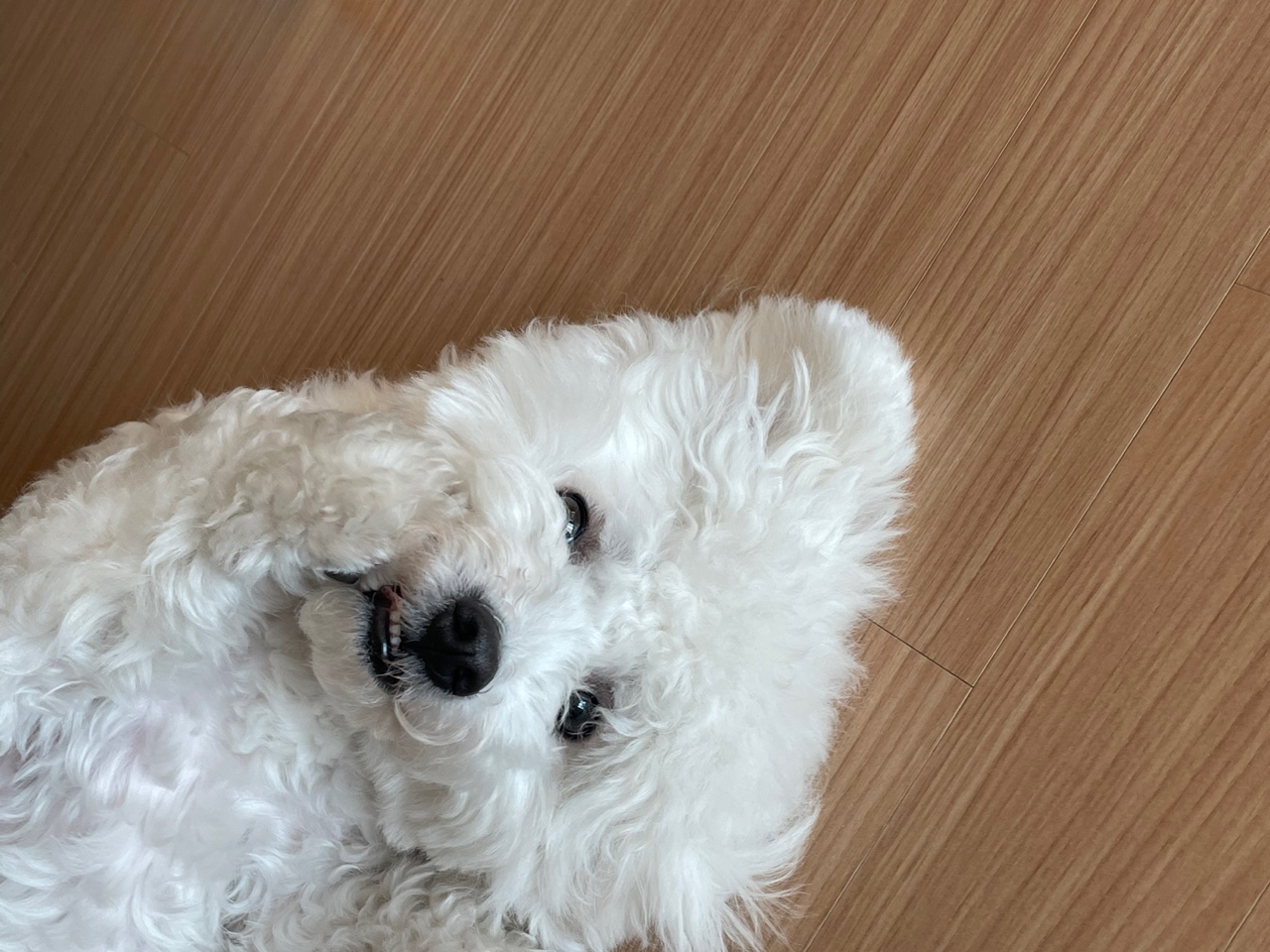 귀염둥 콩이(곤지암 하일이) 1년 후기