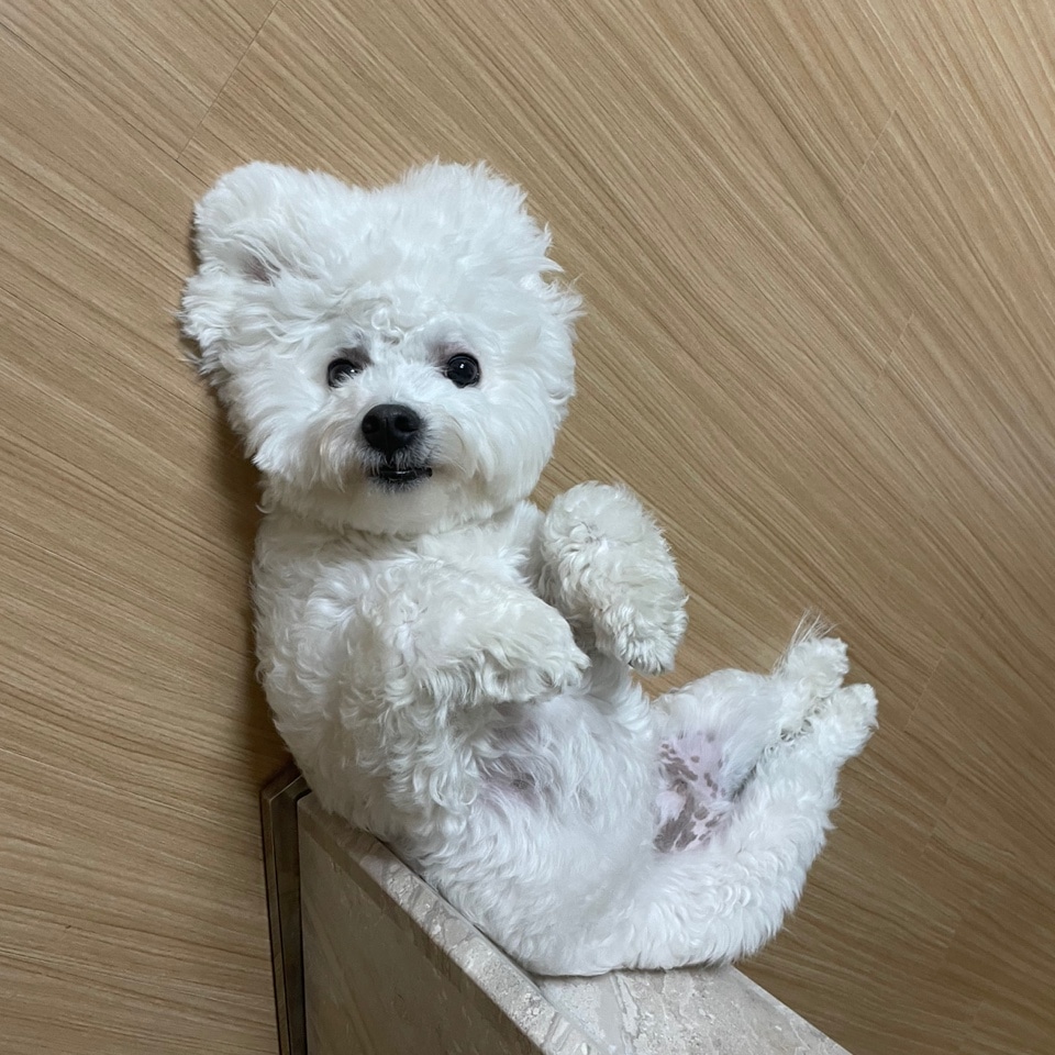귀염둥 콩이(곤지암 하일이) 1년 후기