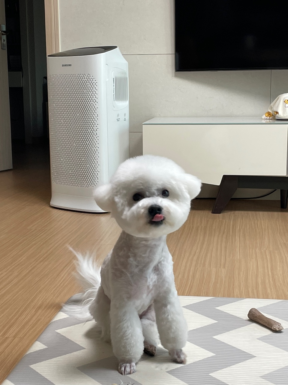 귀염둥 콩이(곤지암 하일이) 1년 후기