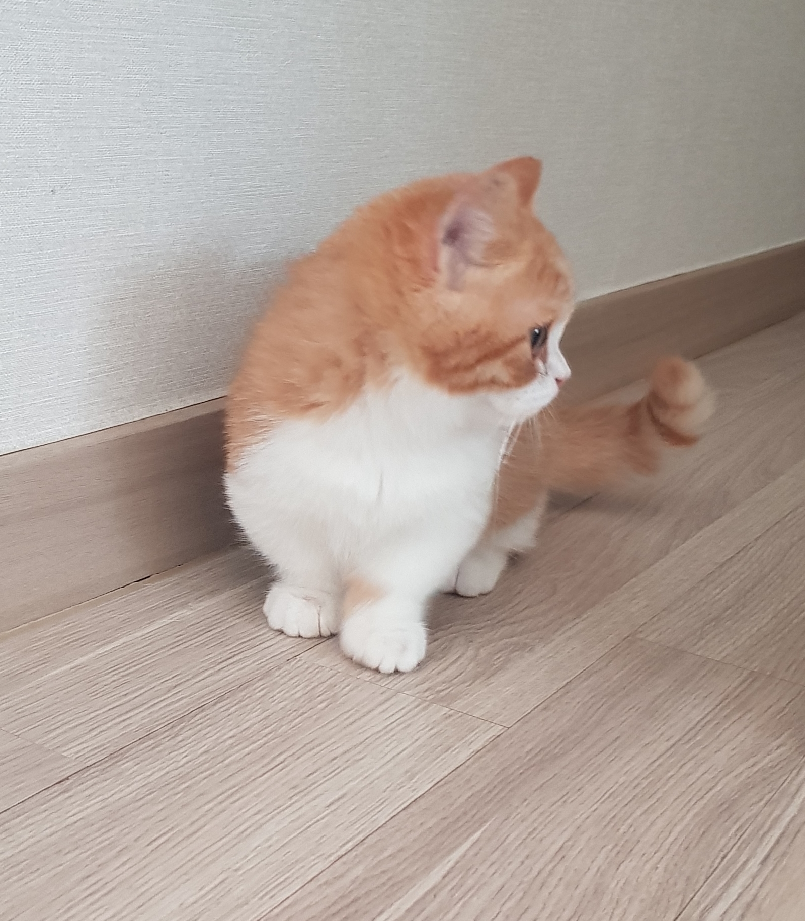 후추 슈가 일주일 적응기