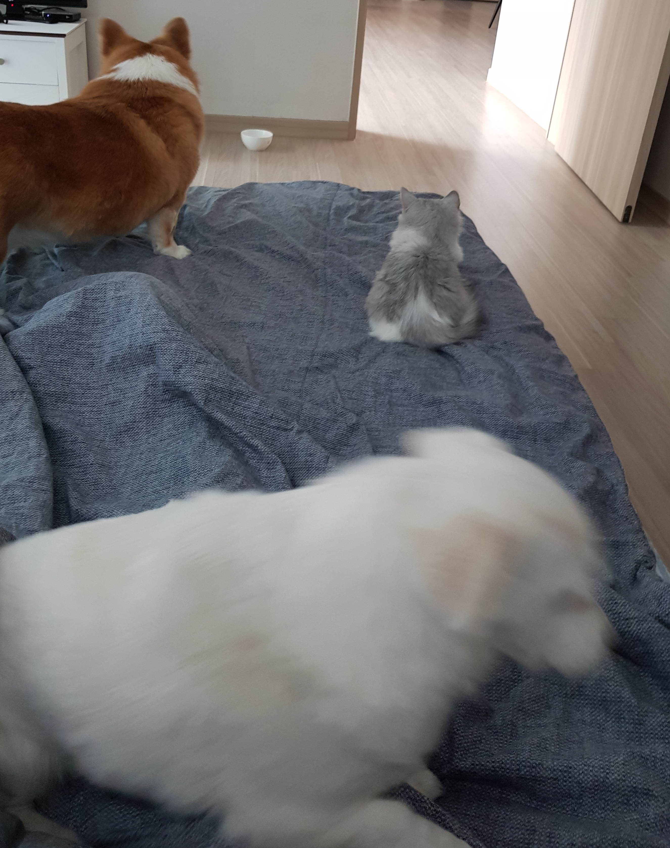 후추 슈가 일주일 적응기
