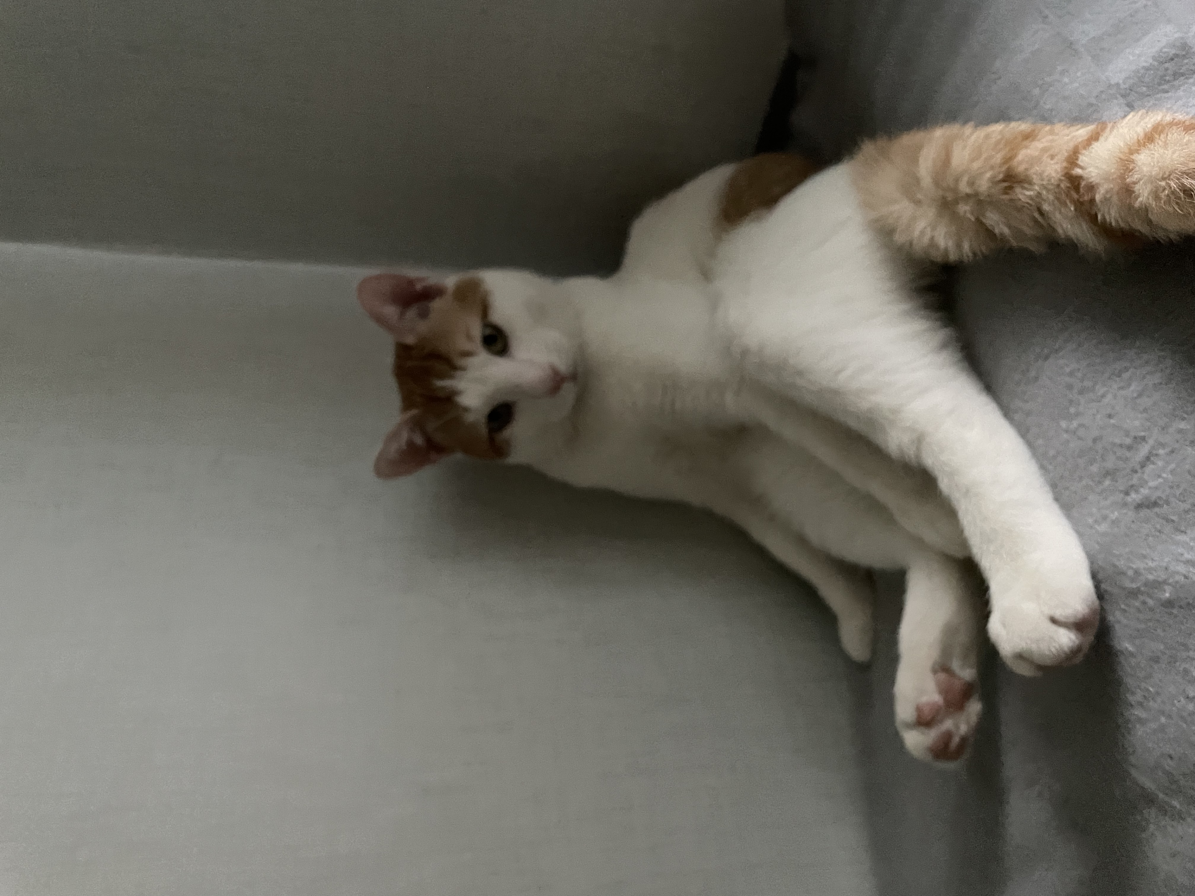 체다 (꼬꼬) 한달 적응기