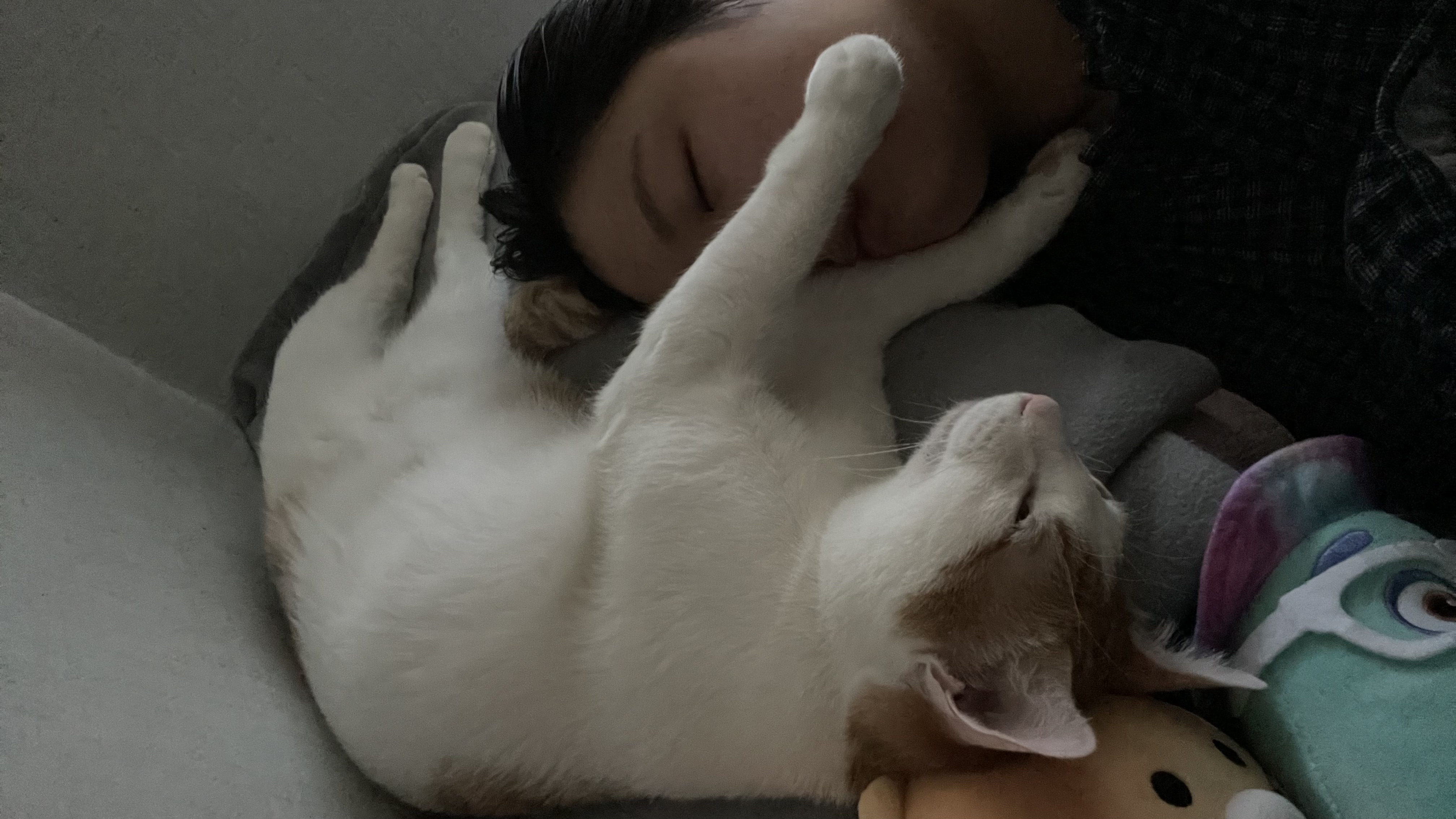 체다 (꼬꼬) 한달 적응기
