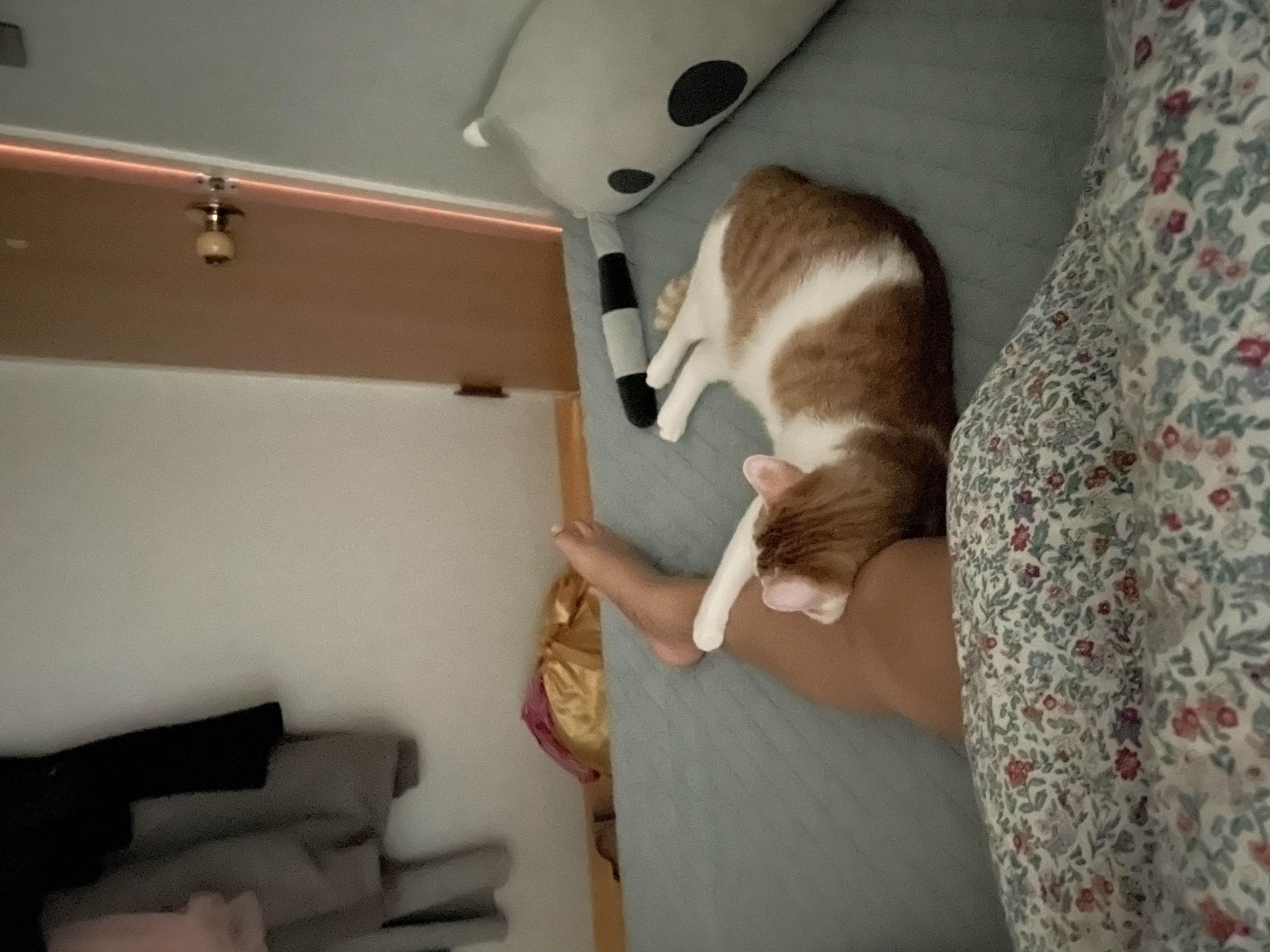 체다 (꼬꼬) 한달 적응기