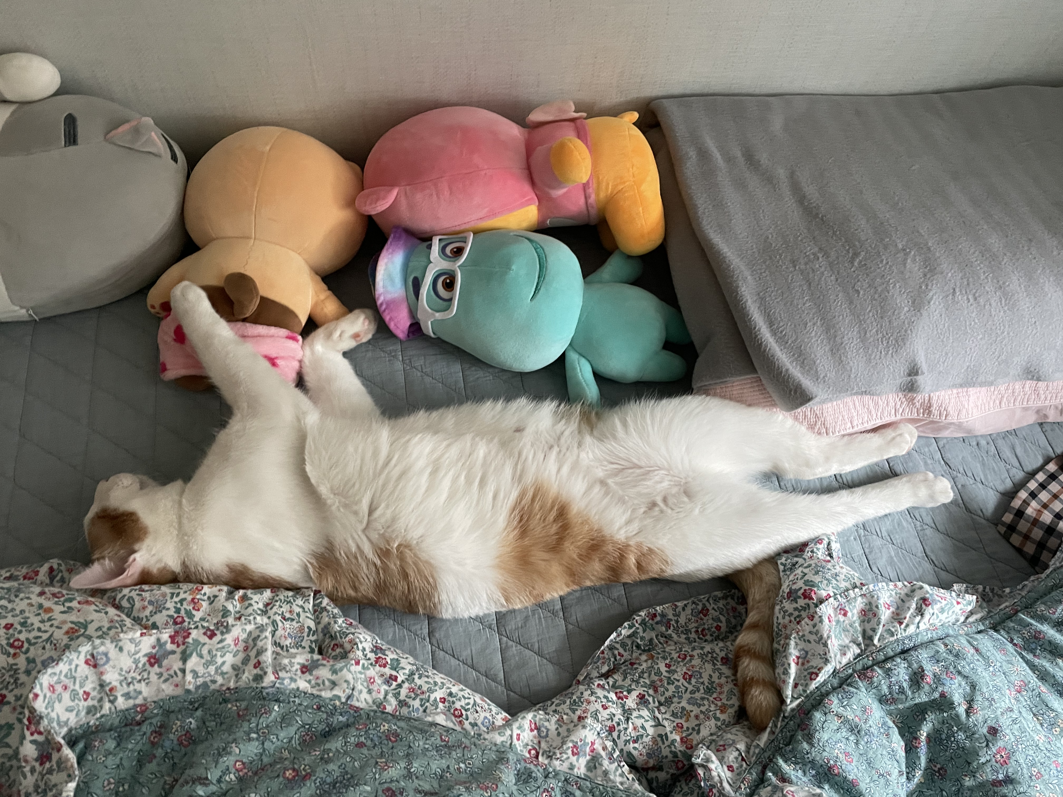 체다 (꼬꼬) 한달 적응기