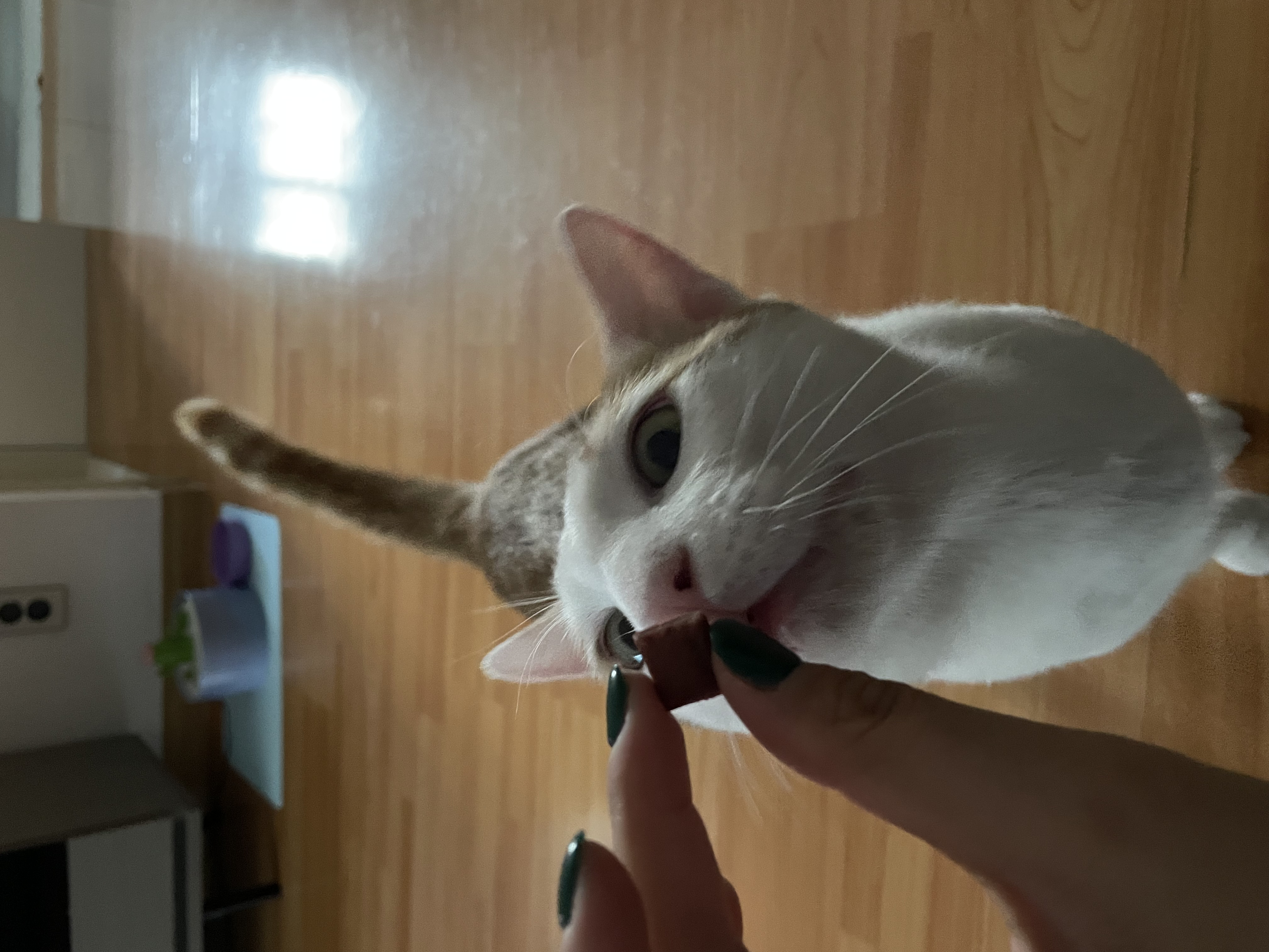 체다 (꼬꼬) 한달 적응기